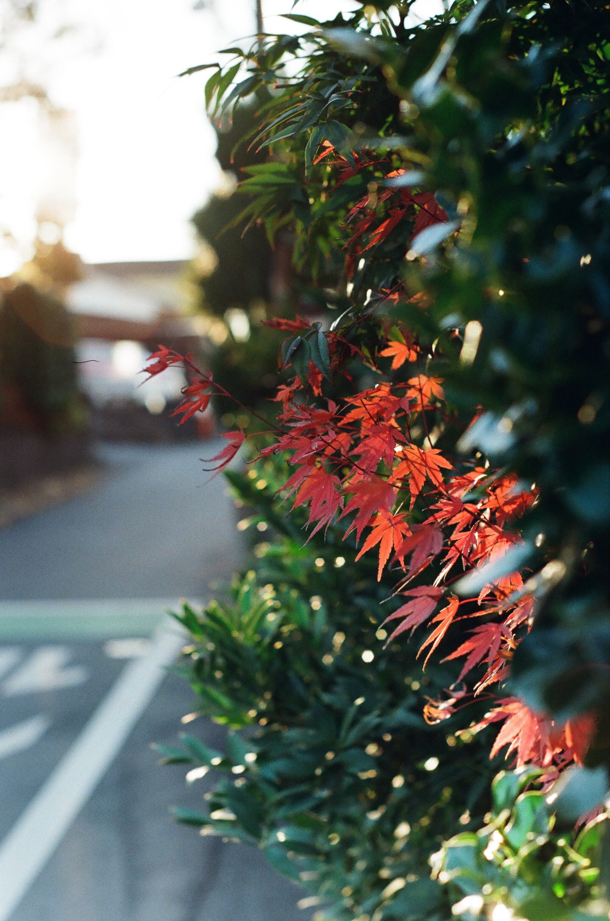 作例あり】Kodak UltraMax 400 36枚撮り カラーネガ35mmフィルム 作例あり】Kodak UltraMax 400 36枚撮り カラーネガ35mmフィルム