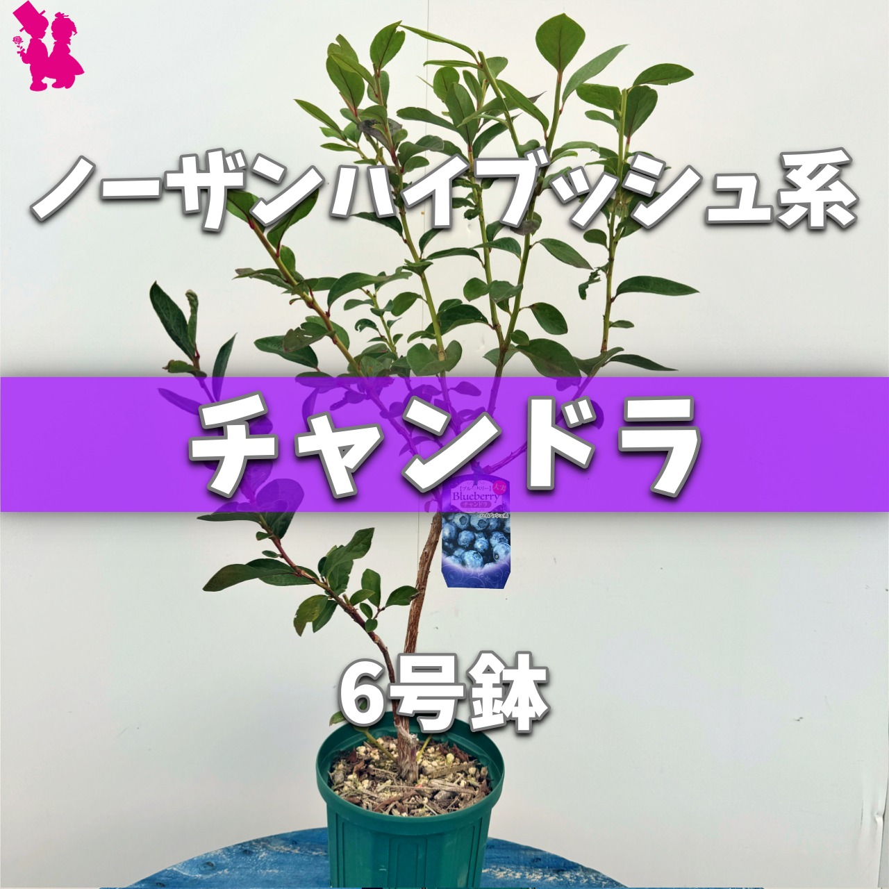 ブルーベリー】『チャンドラ』 | 園芸農家イシヅキちゃんねるショップ