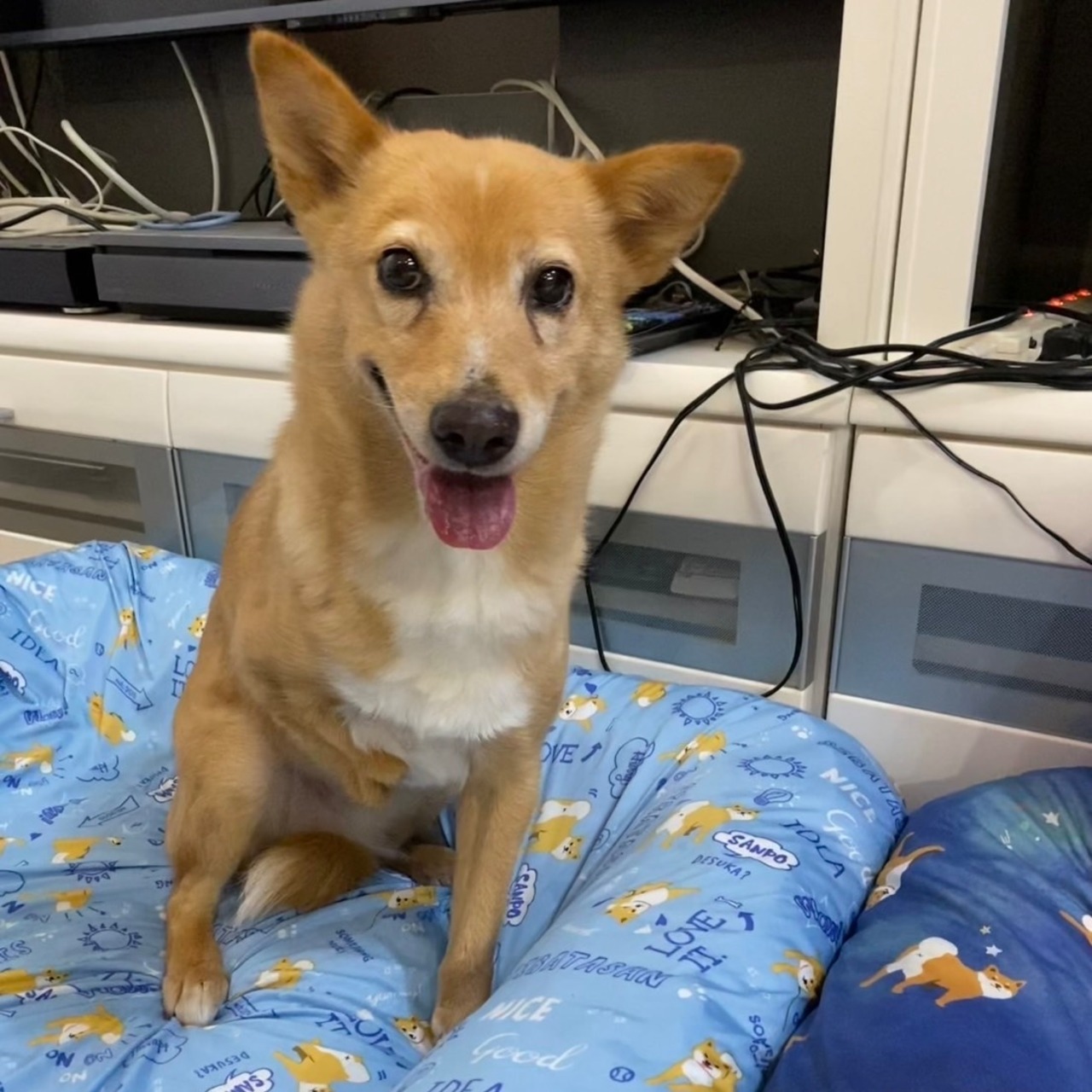 受注制作「えへへ・・・❤️」コロロ