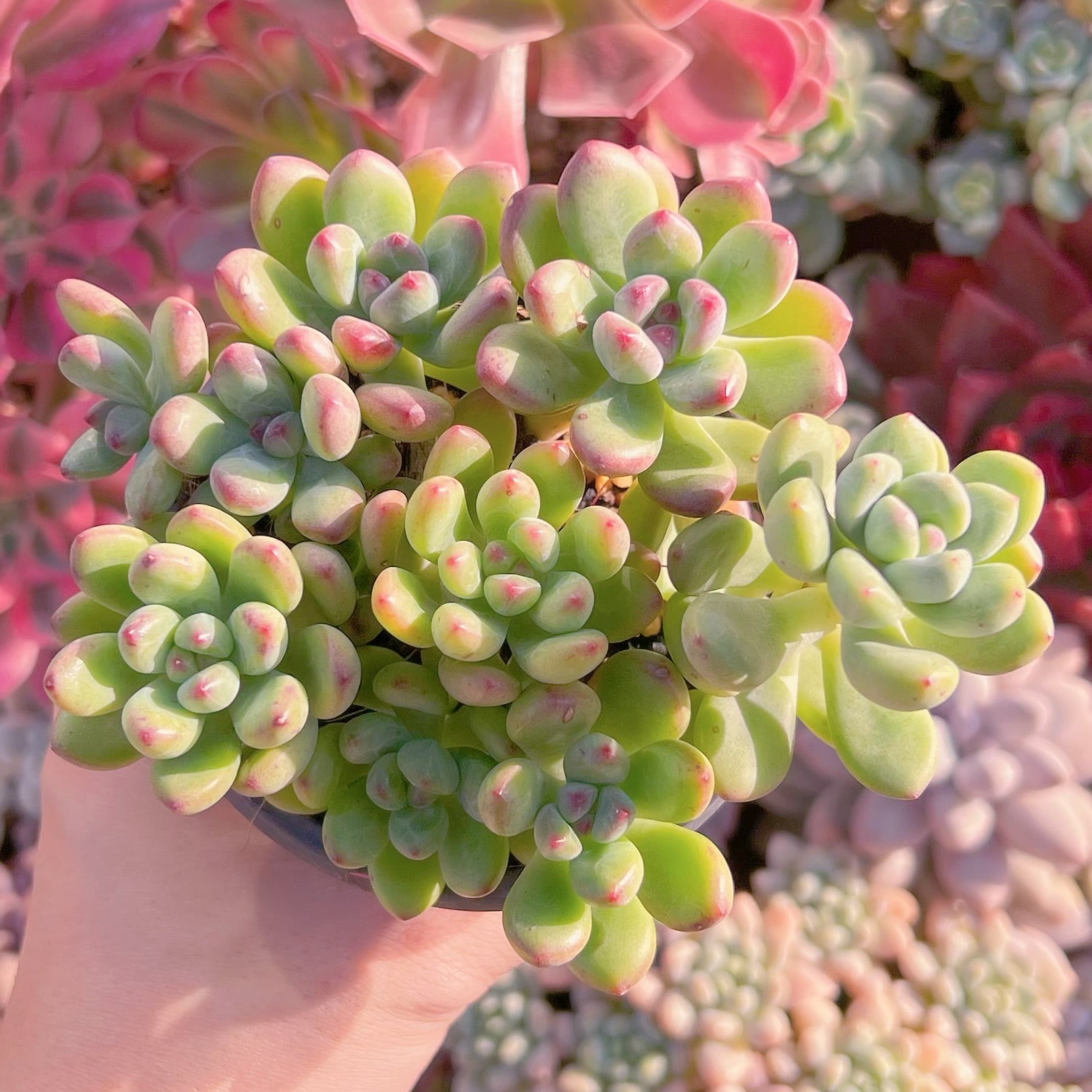 現品　トミーキャット#086   るる農園