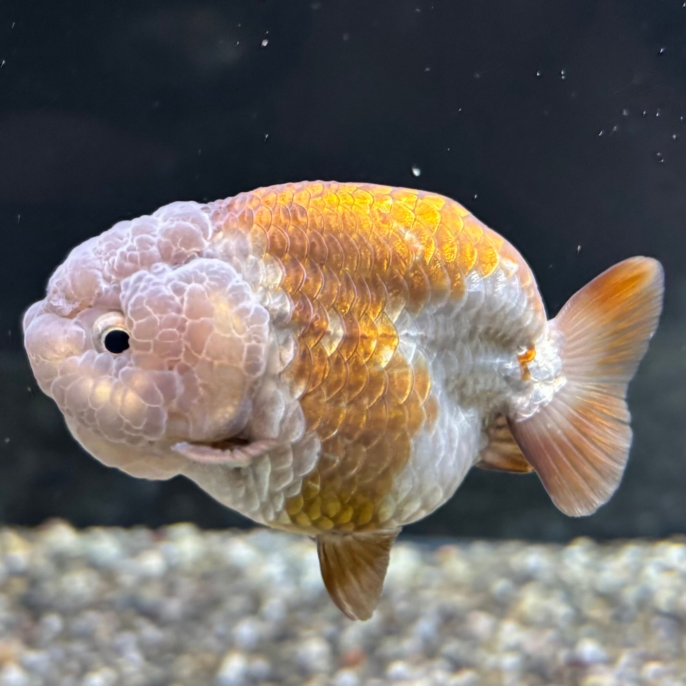 らんちゅう | 金魚・熱帯魚専門店 AquaPro.H