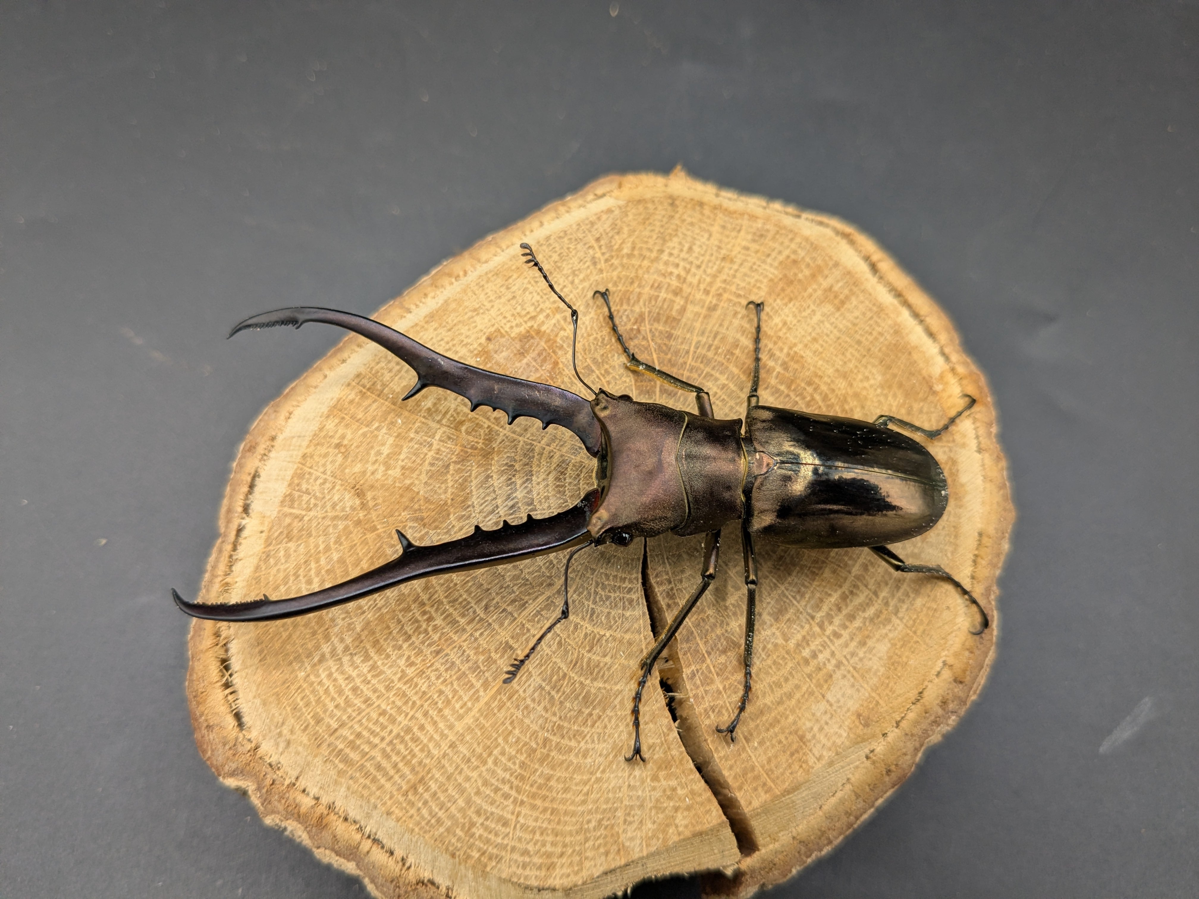 WDメタリフェルホソアカ ♂86mm♀25mm