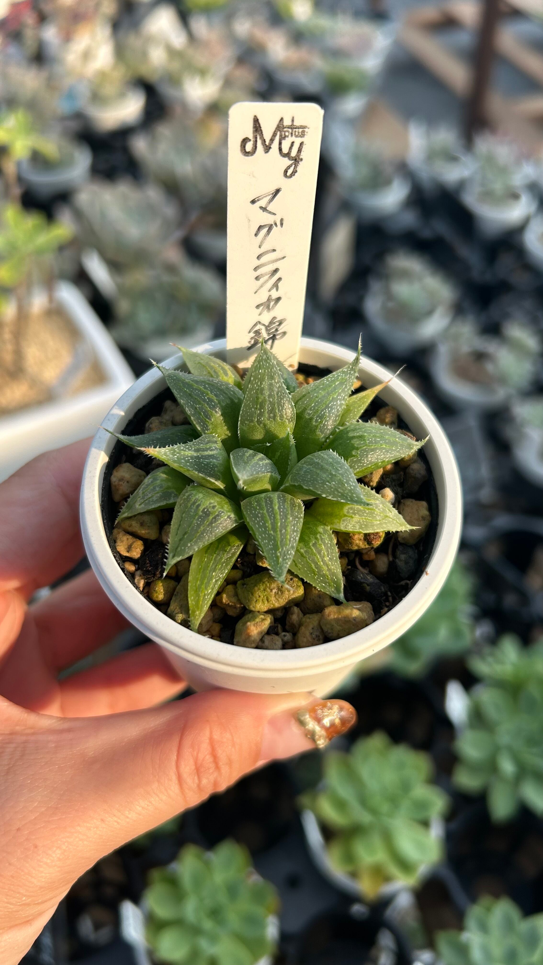 多肉植物 アエオニウム 孔雀白錦 美苗 #孔3 | Pay ID