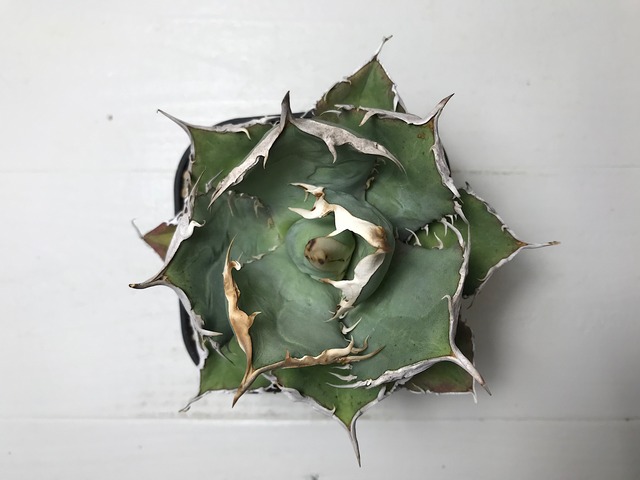 アガベ チタノタ '牛羚'（ギュウレイ）