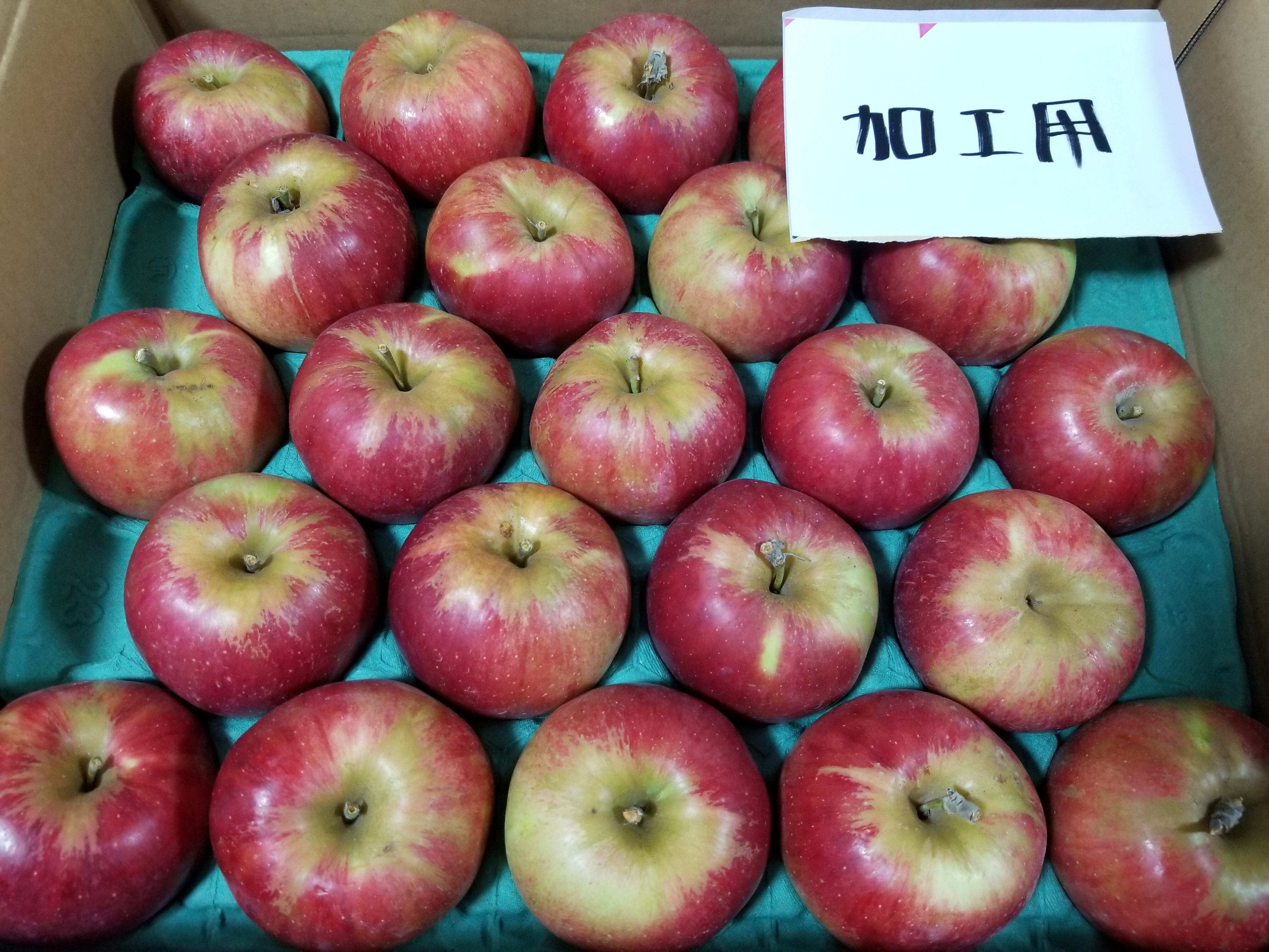 長野県産　加工用りんご　10kg