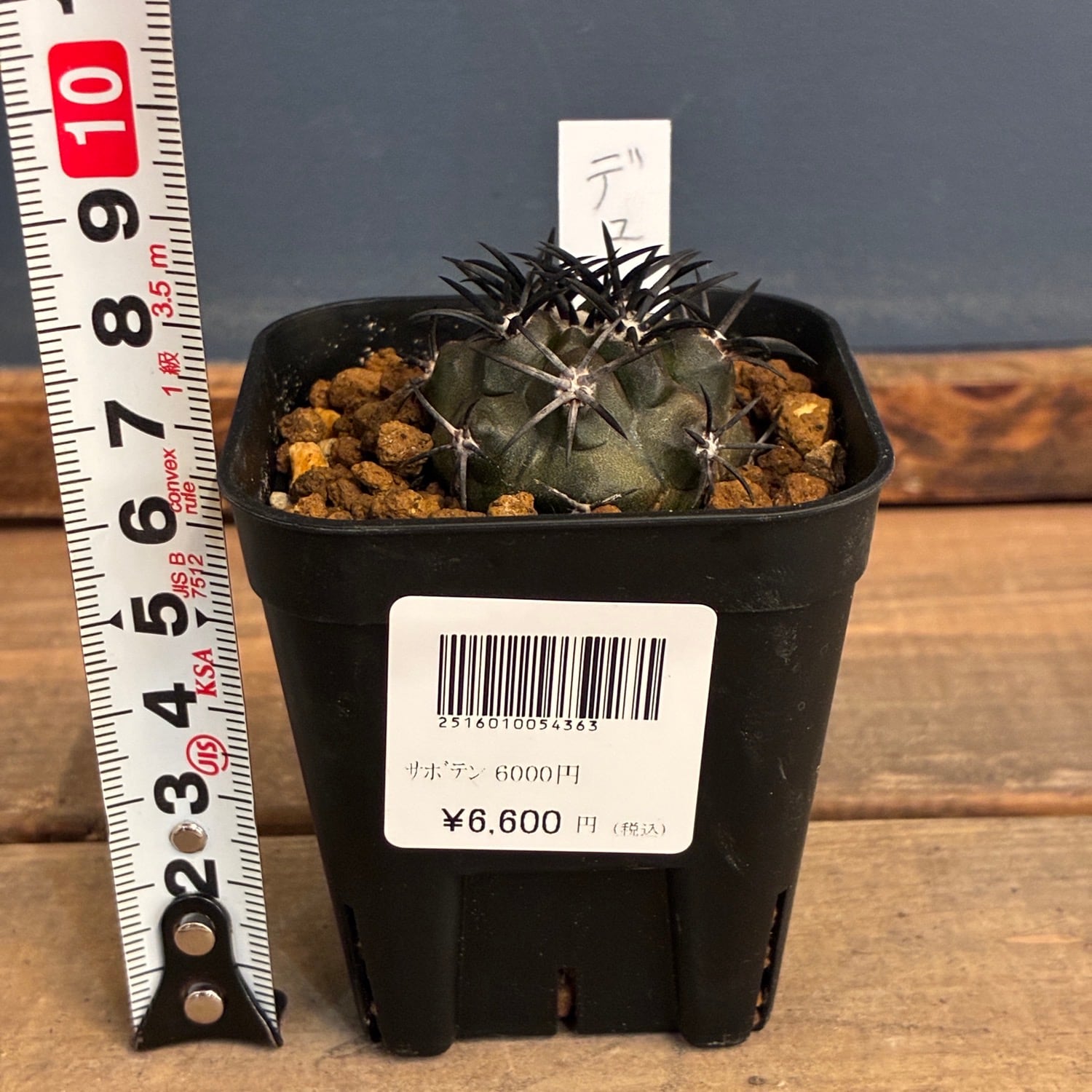 現地球 Copiapoa　コピアポア 銅羅丸　デュラ　輸入株　カキコ自根　貴重 Copiapoa】サボテン コピアポア デュラ 銅羅丸実生【317】 | PROTOLEAF