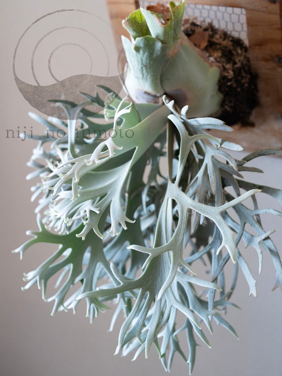 P.E-1 (Bifurcatum sp. white) OC PUP / ビカクシダ E-1子株 25−005