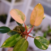 フィロデンドロン・レッドコンゴ / Philodendron Red Congo⑦