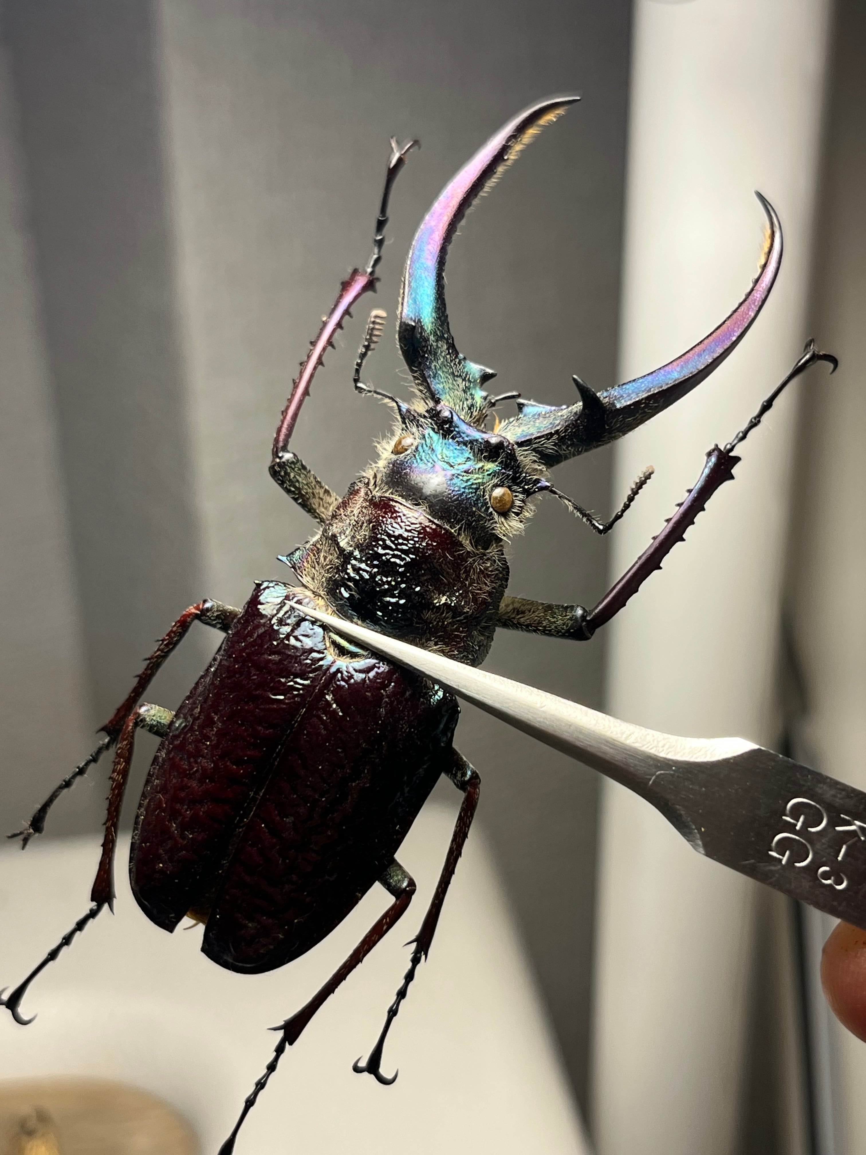 顎MAZIORA】ギガンテウスシワバネクワガタ 昆虫標本 ニジイロクワガタ