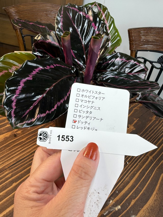 ★1553 カラテア　ドッティー(3.5号ポット)