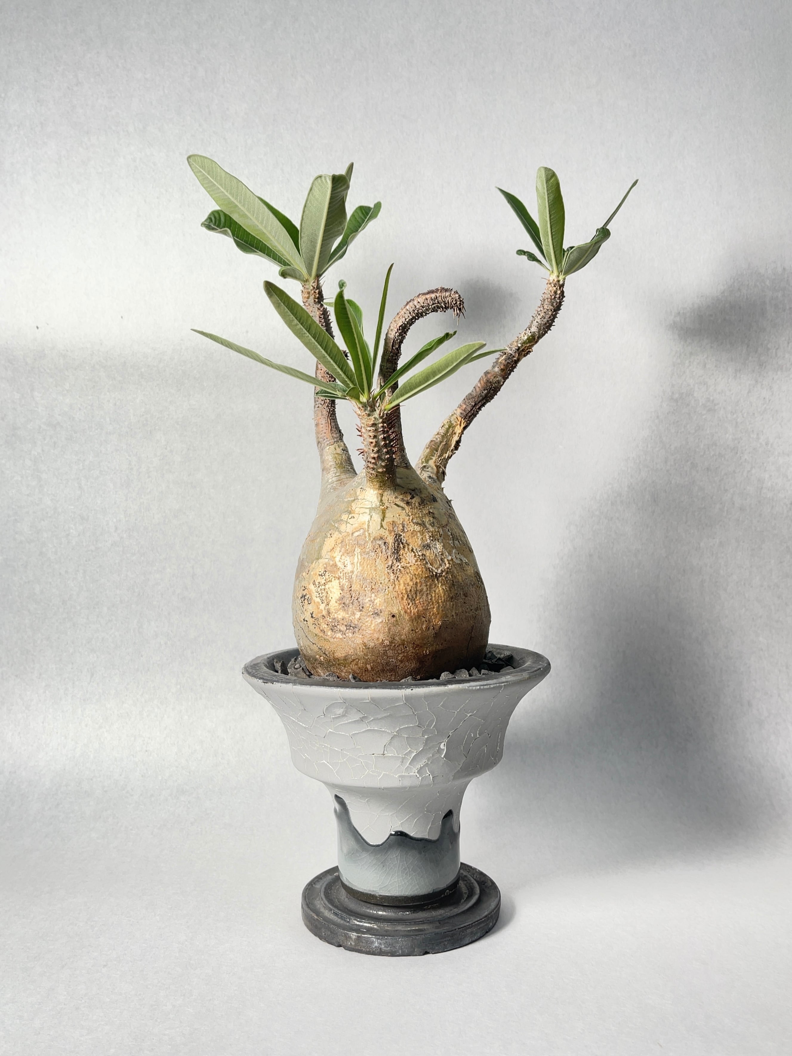 160298a68eea52183599ff01fa85e7