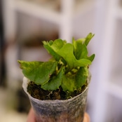 Platycerium ridleyi var. Dwarf & Compact|ビカクシダ リドレイ ドワーフ&コンパクト
