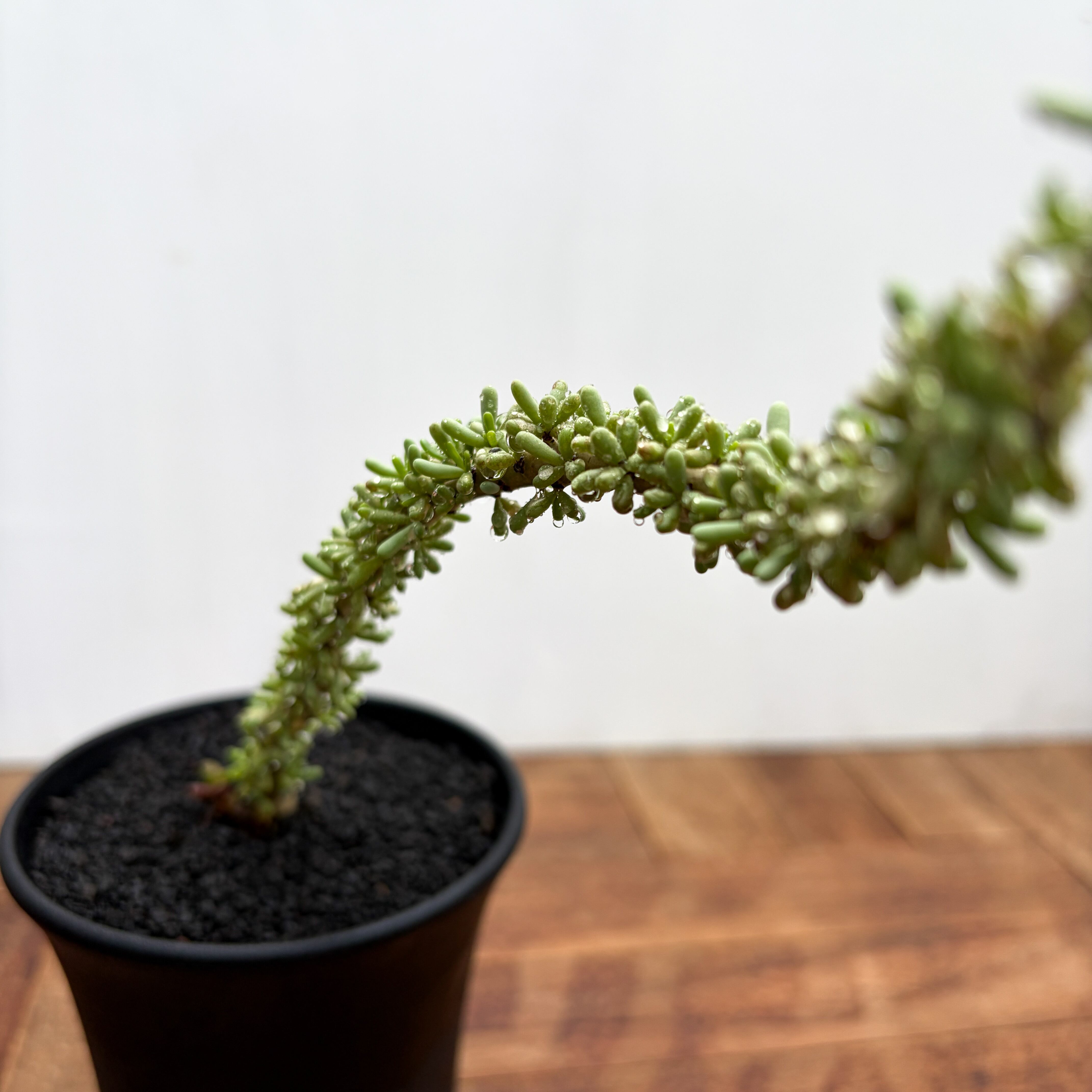 Ceraria namaquensis【ケラリア・ナマクエンシス】 | RIMO'S GREEN