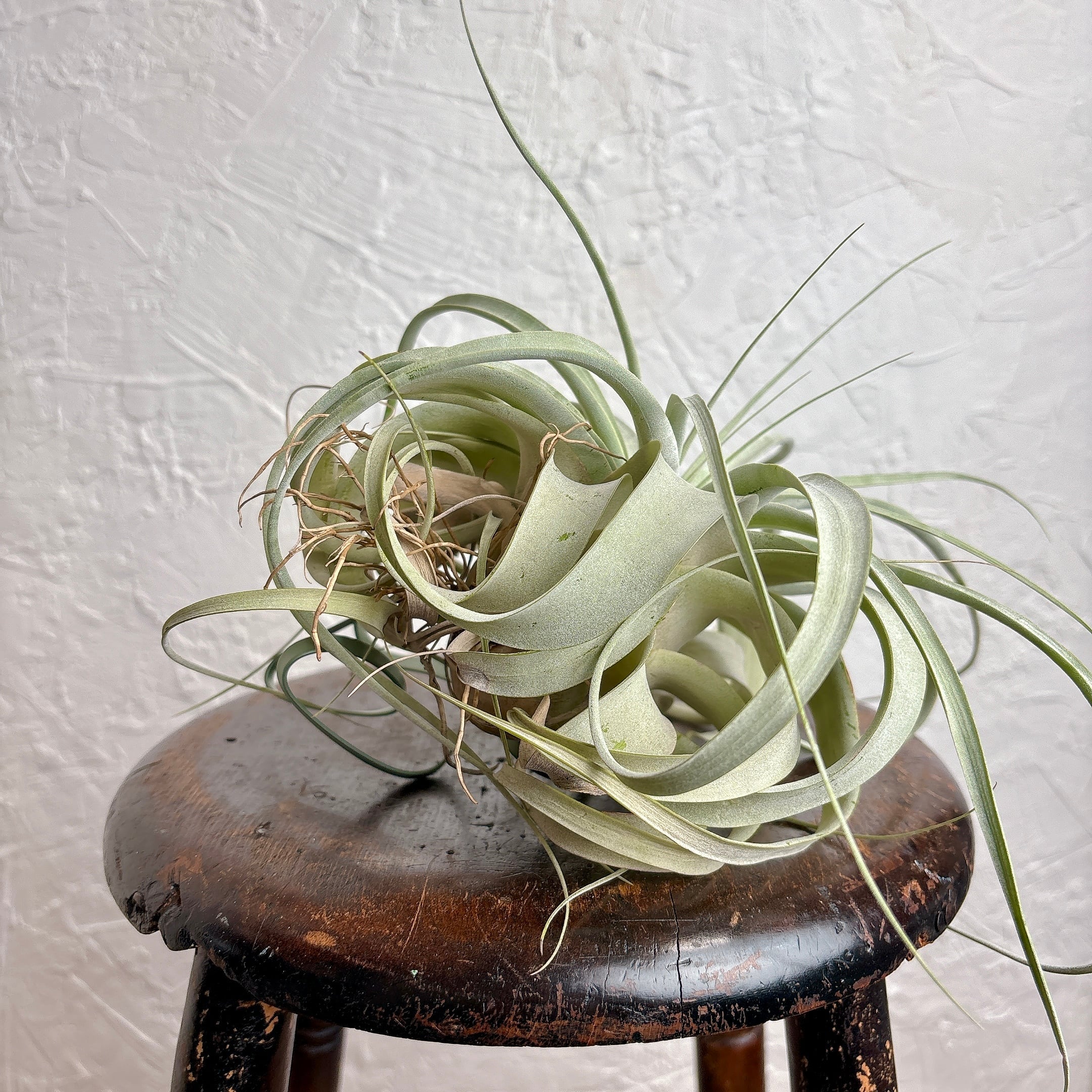 チランジア キセログラフィカ [ エアプランツ ] | yu25plants