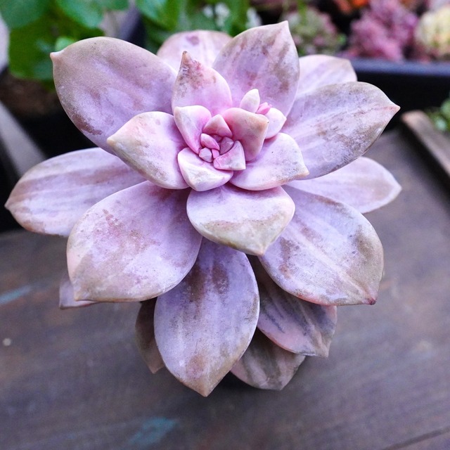 斑入り【ペンタドラム錦】レア　韓国多肉　ピンク