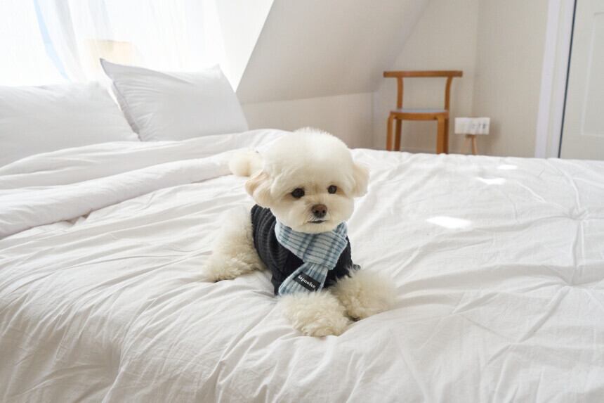 即納] Stripe Label Muffler (soda) | pupuon