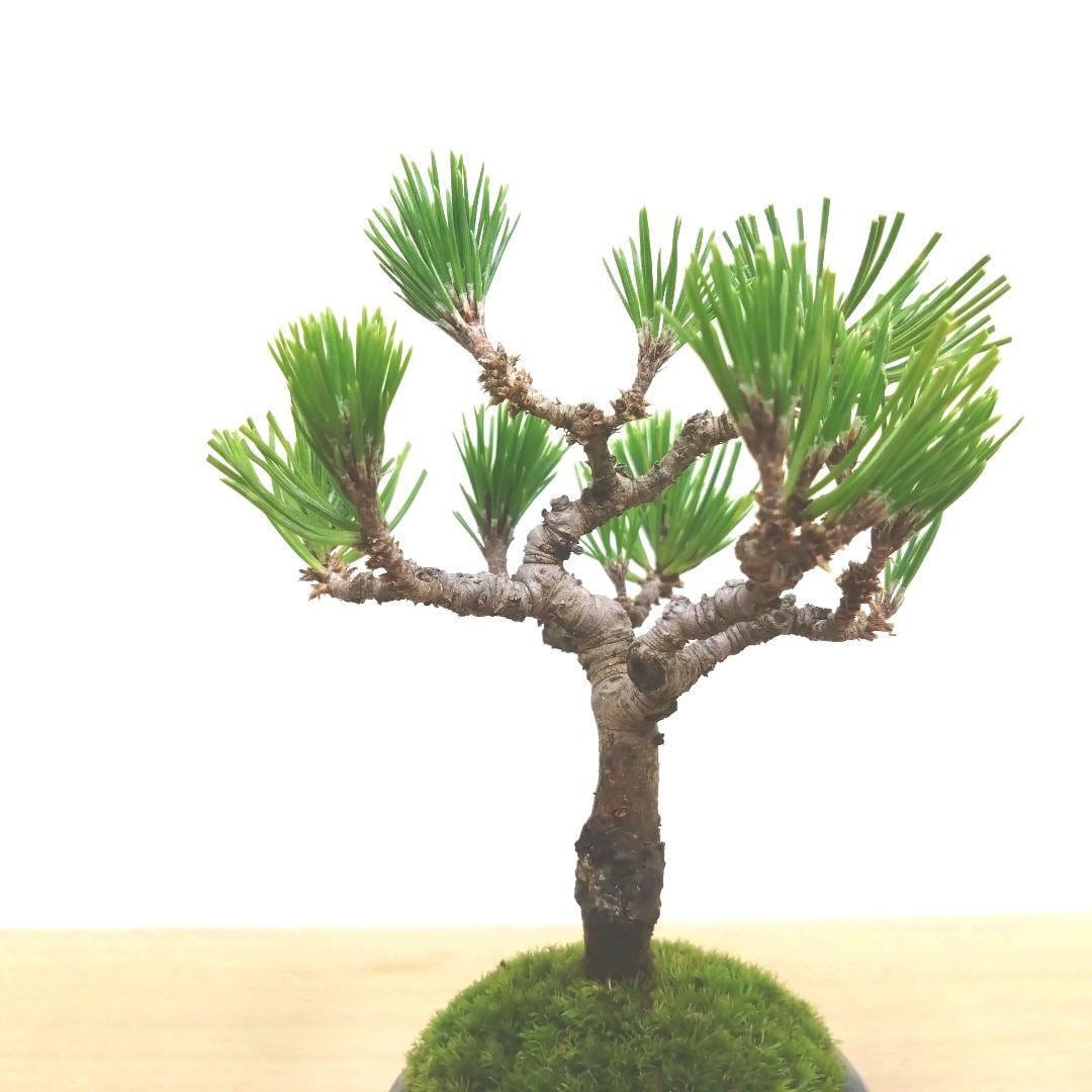 POTOCO 黒松 松 マツ 盆栽 観葉植物 和柄 陶器鉢 小品盆栽 苔玉 苔 POTOCO 黒松 松 マツ 盆栽 観葉植物 和柄 陶器鉢 小品盆栽 苔玉 苔
