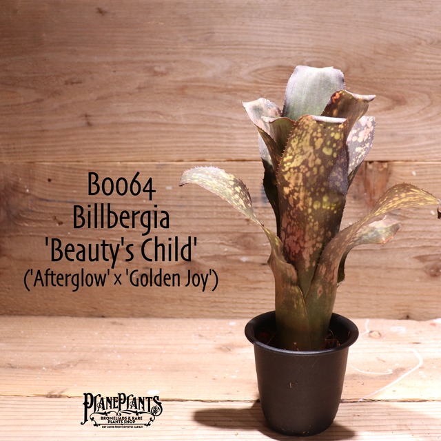 【送料無料】Sansevieria ehrenbergii ‘Banana’〔サンセベリア〕現品発送S0009
