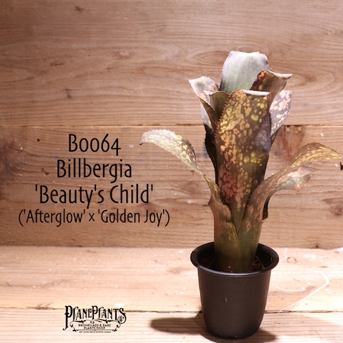 【送料無料】Billbergia 'Beauty's Child'〔ビルベルギア〕現品発送B0064