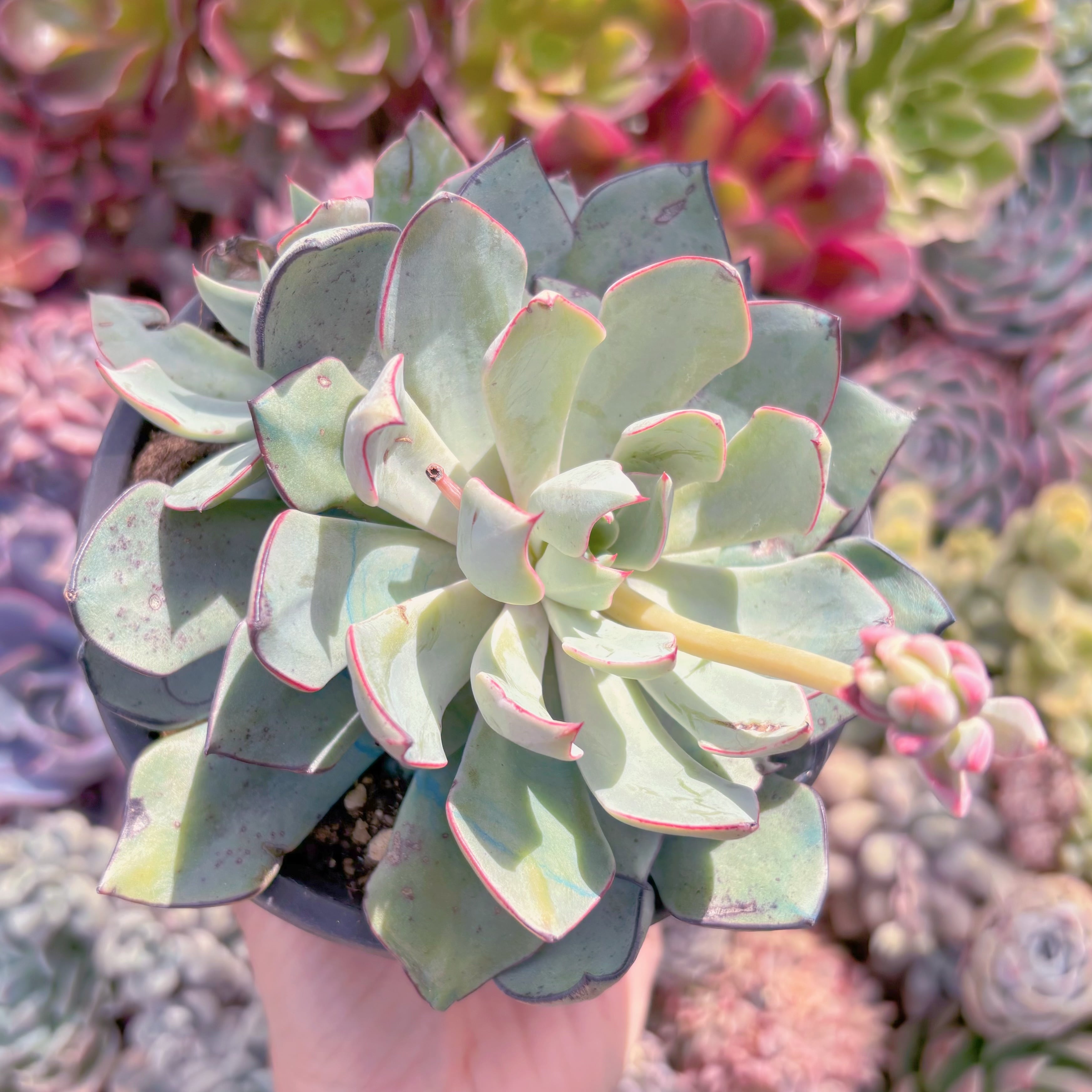 現品　ストリクチフローラ#097　大苗　るる農園