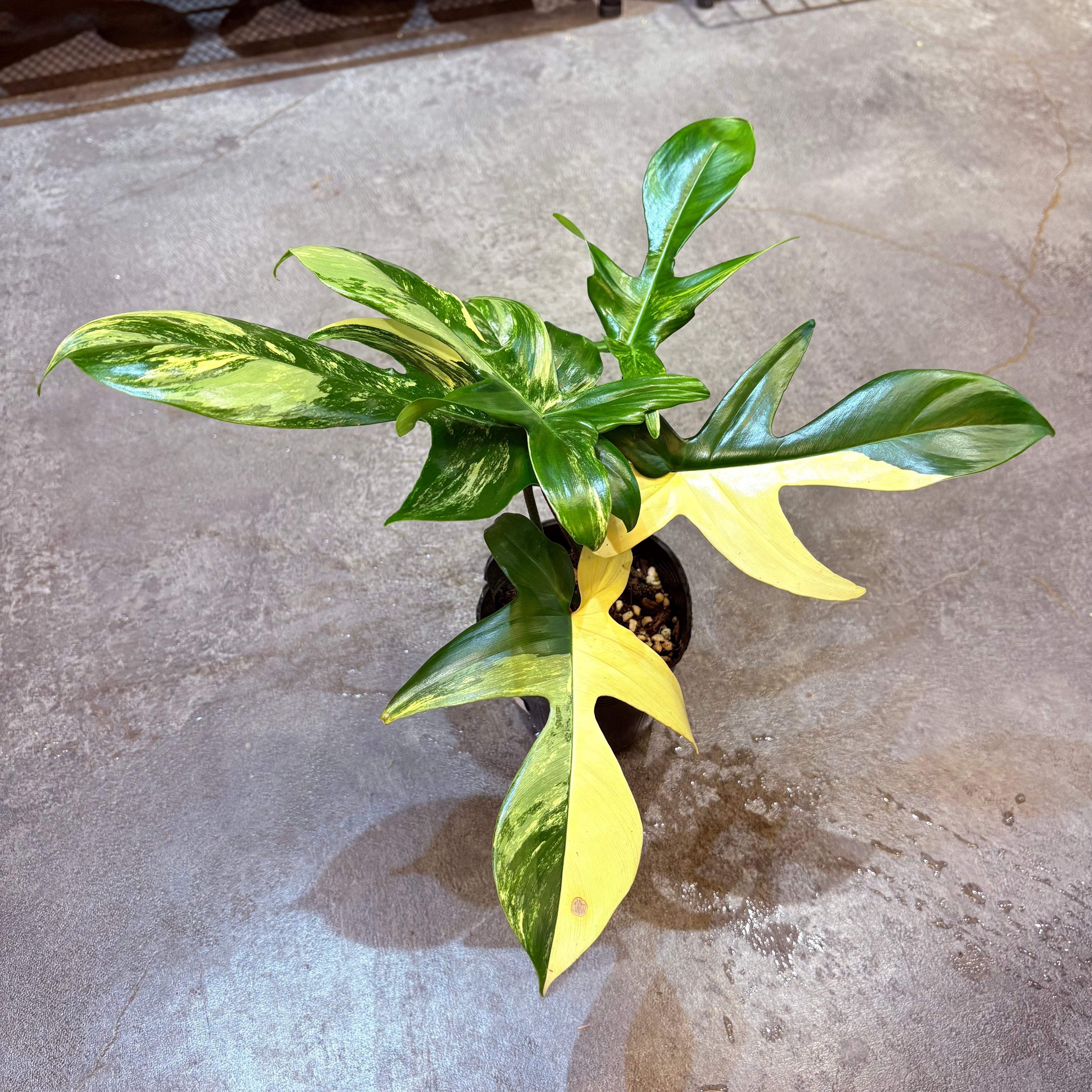 フィロデンドロン フロリダビューティー【A】 | Green Vibes 宇都宮市