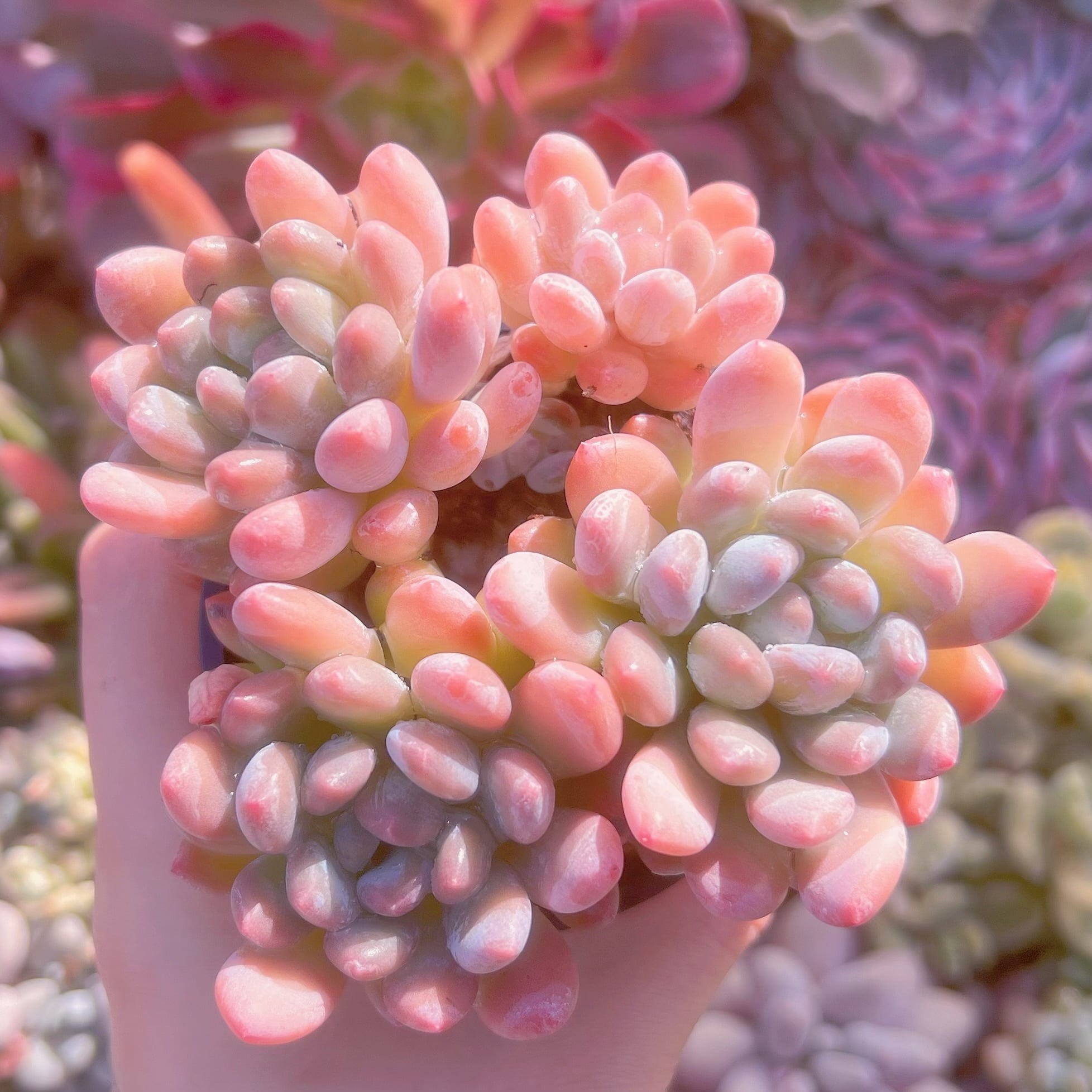 現品　灯美人#A25　群生　るる農園