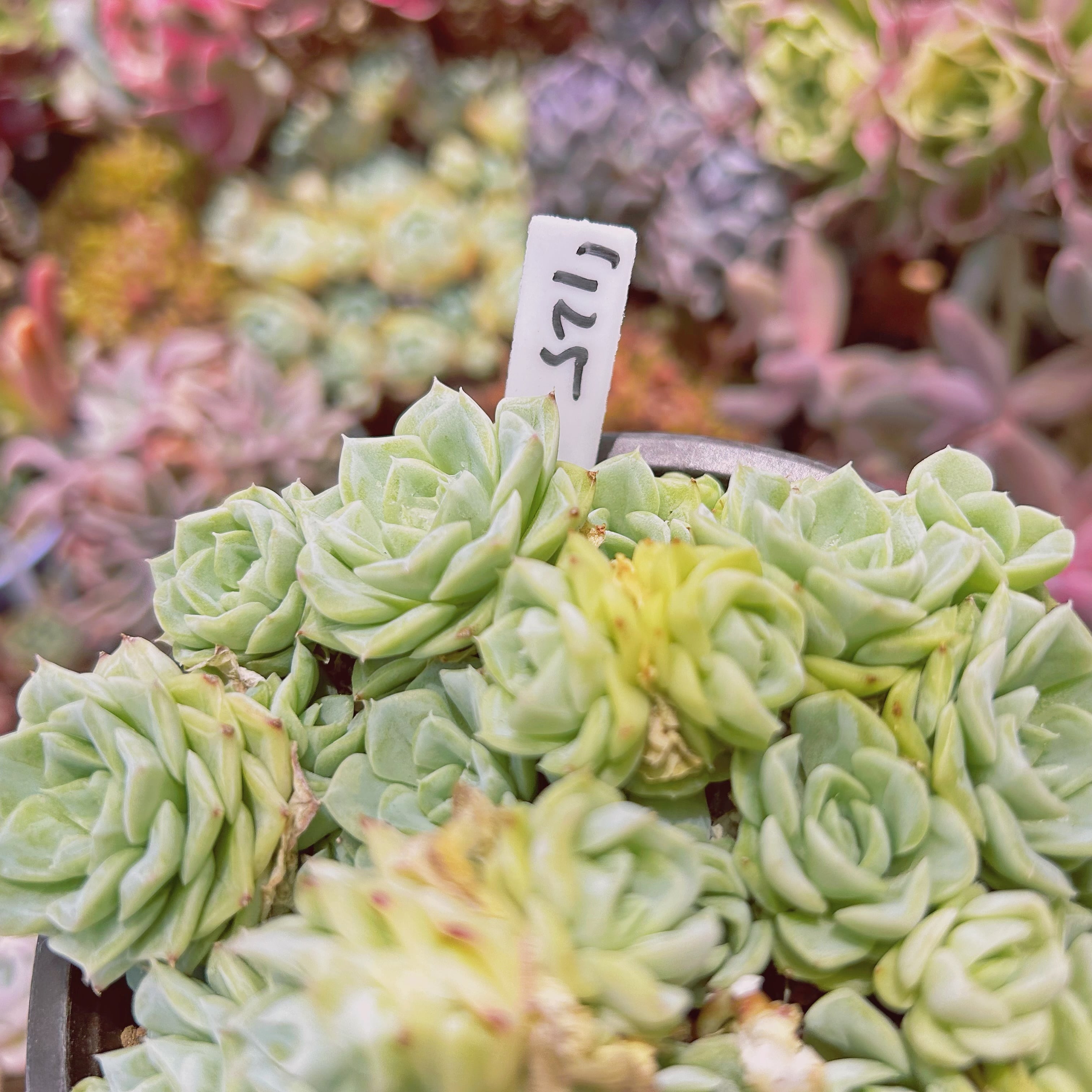 1125現物 多肉植物 ホワイトスワン 特大 | るる農園~多肉植物専門
