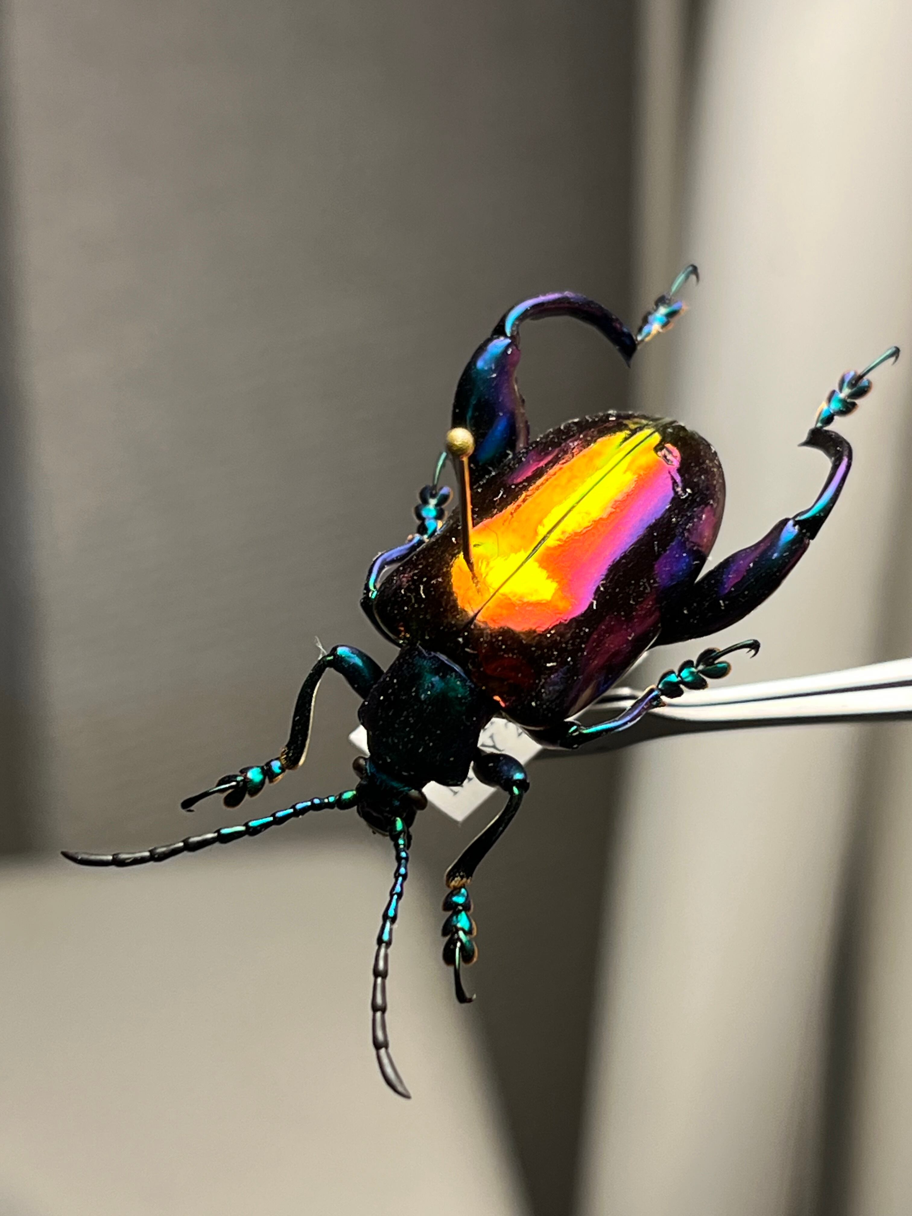 年代物】オオアゴヘビトンボ 産 奇蟲 タランチュラ ムカデ 標本 昆虫