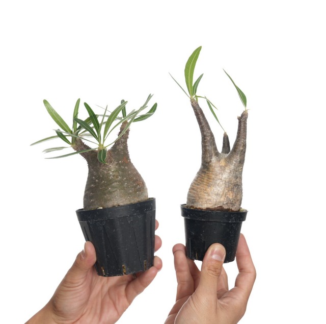 【 2個セット 】パキポディウム グラキリス no.8〈発根済み〉