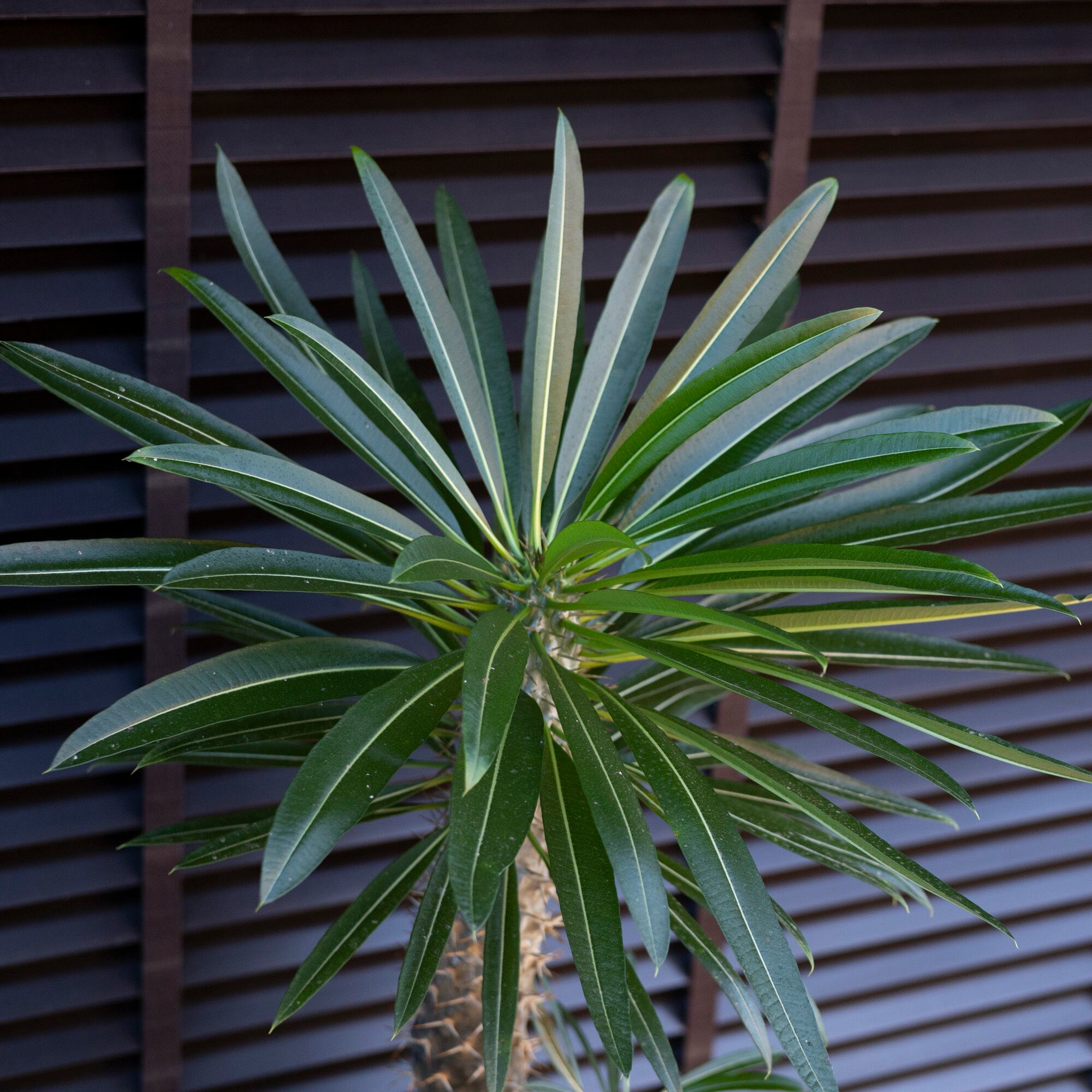 パキポディウム 8号 ラメレイ コーデックス 塊根植物 ラメリー