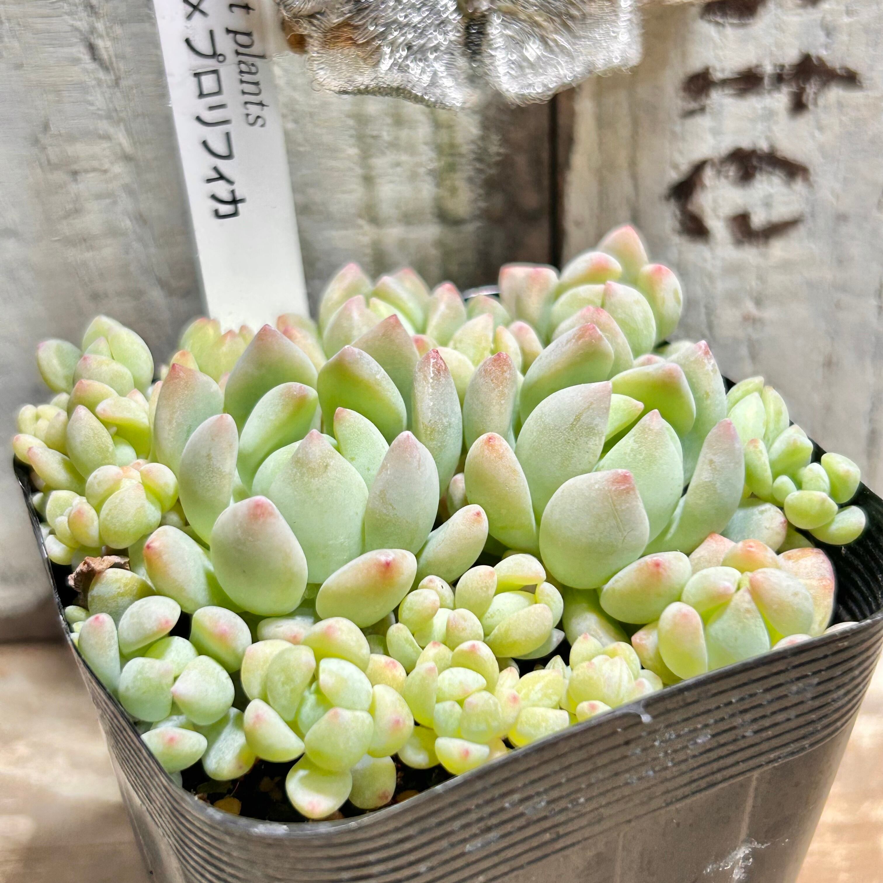 キュートバブル | RuPo 多肉植物専門店