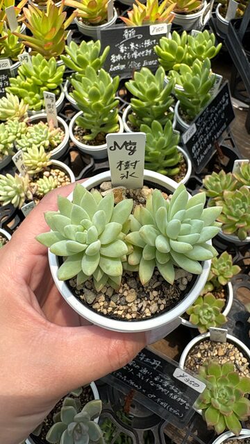 SALE❣️多肉植物 ドロサンテマム キラキラ 氷川 抜き苗 1株 | PAY ID