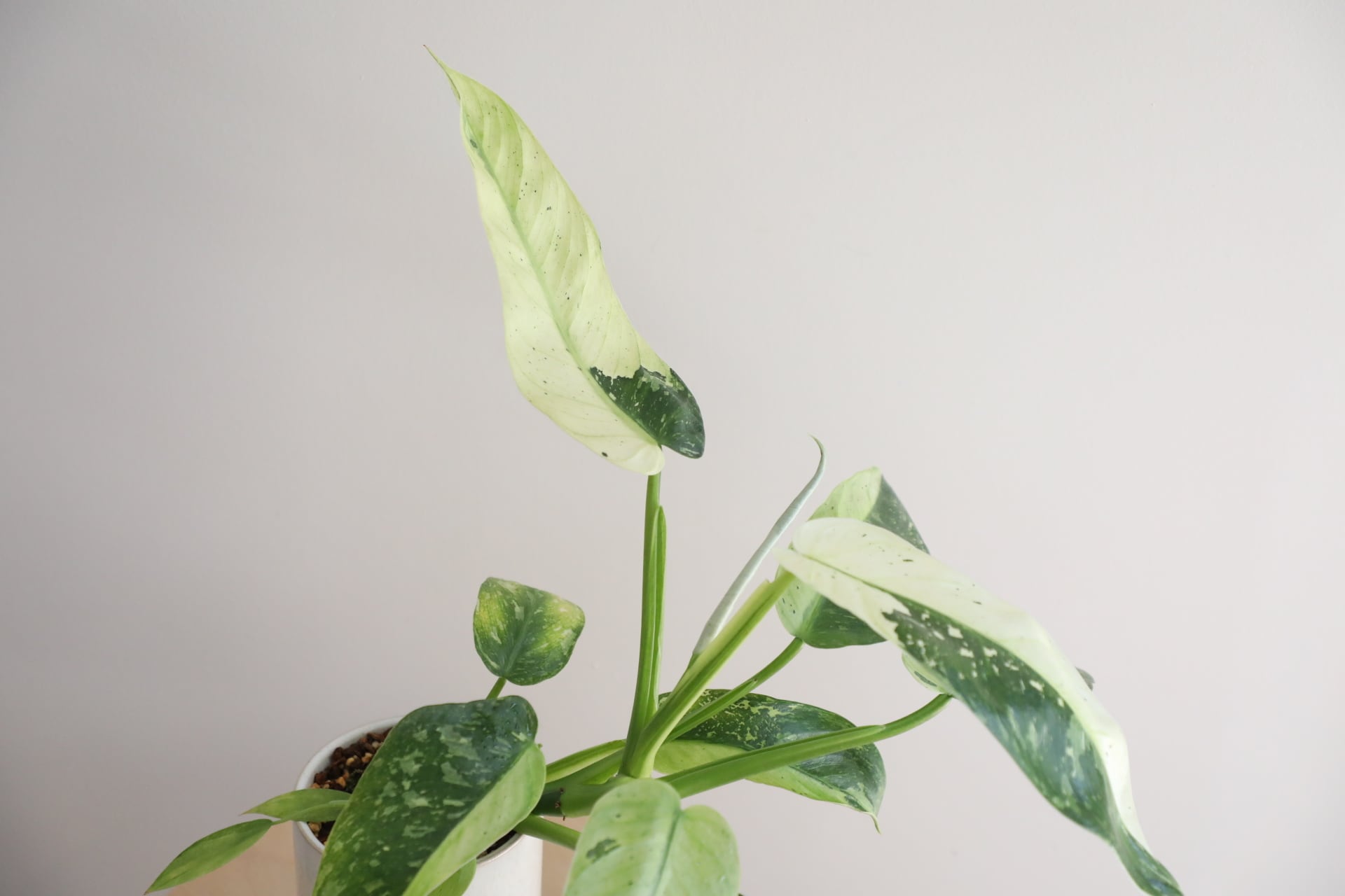 M】フィロデンドロン ジョセボーノ/Philodendron | 【厳選植物・器