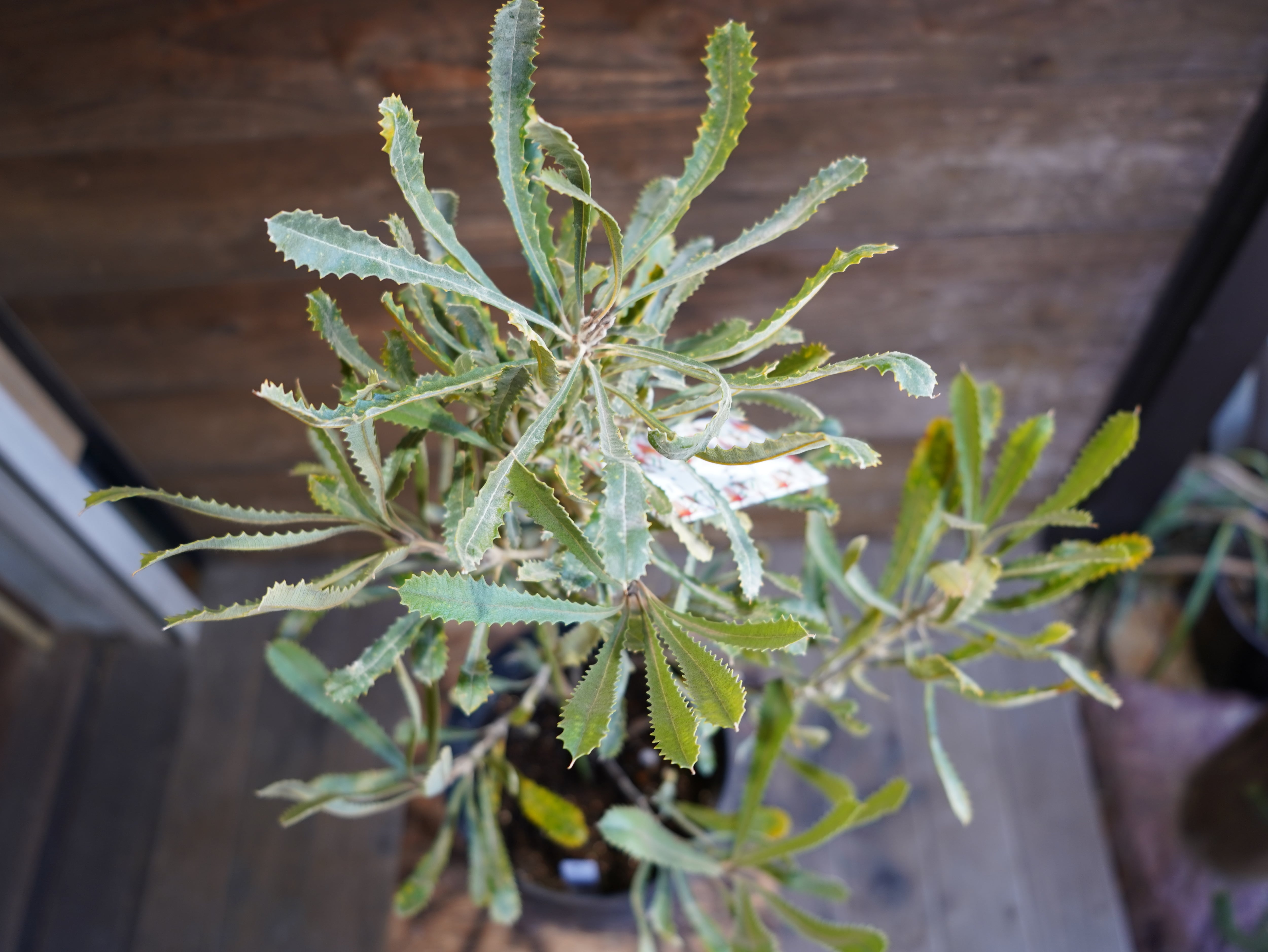 【現物】バンクシア　”バウエリ”　B