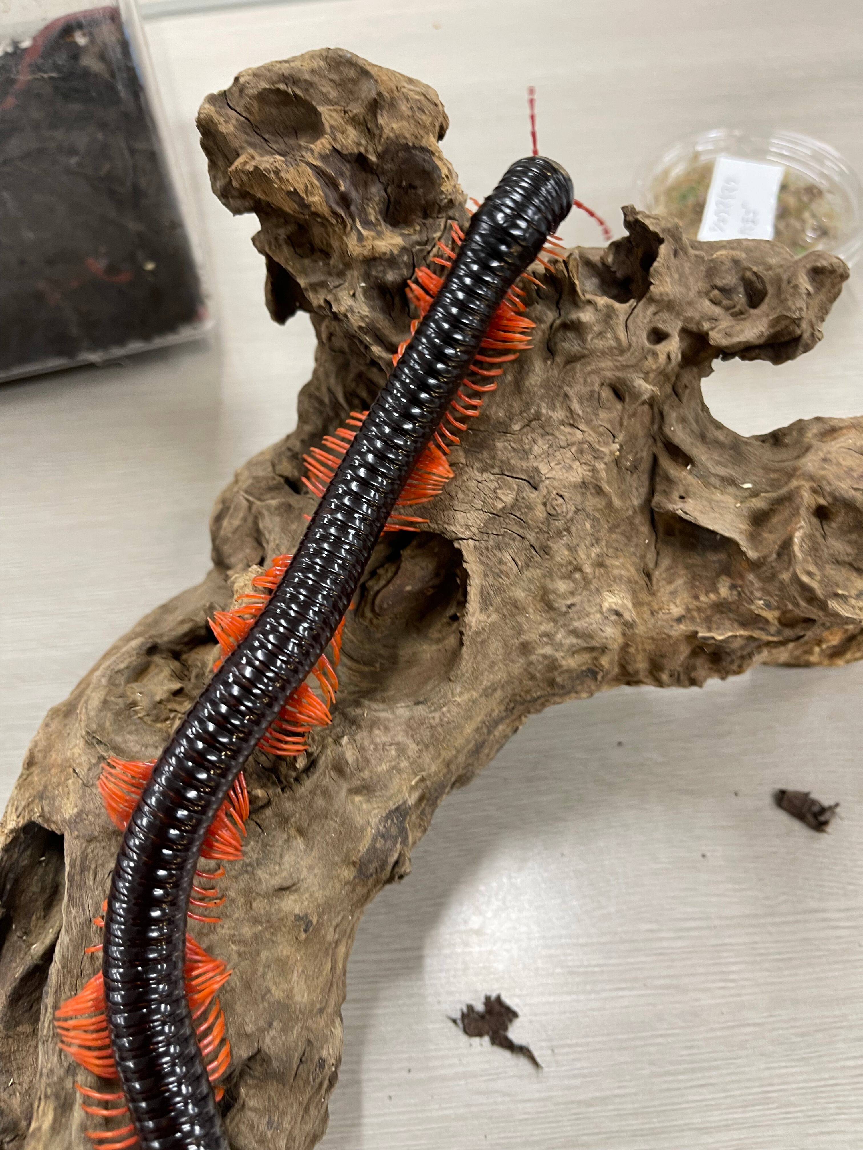 デュビア 成虫1.5kg