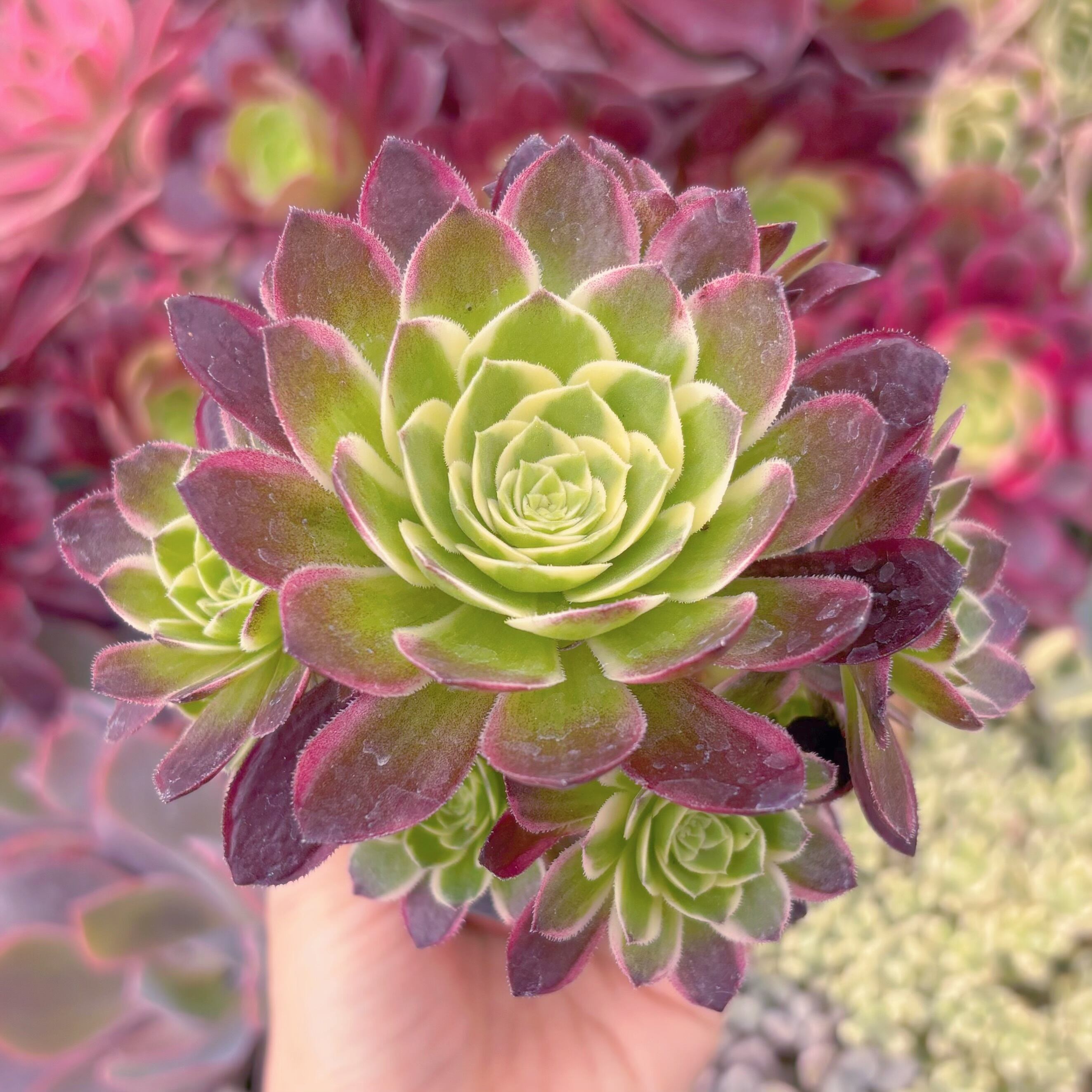 現品　海王#A20　群生　新入荷　るる農園