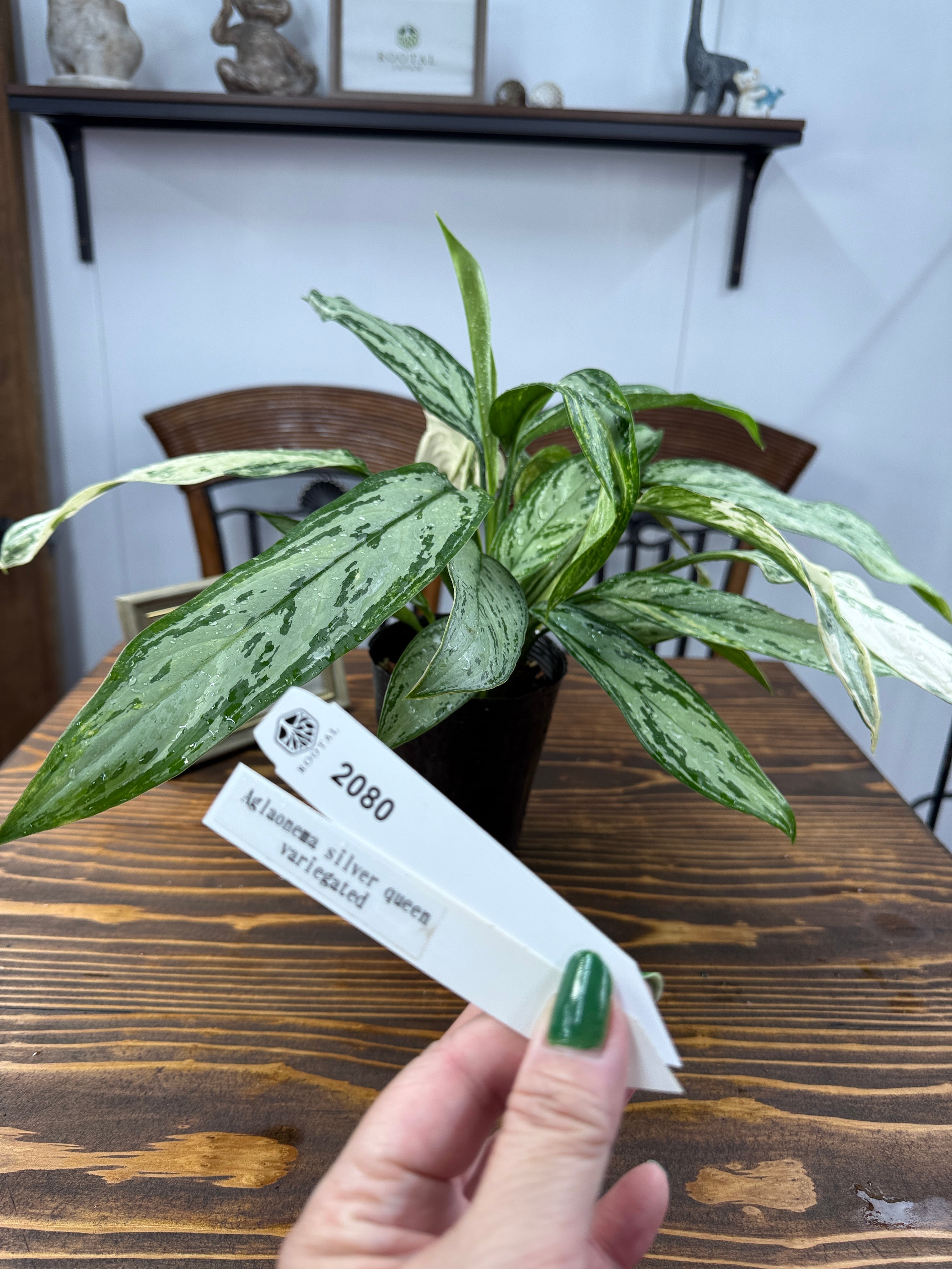 アグラオネマ | ROOTALPLANTS