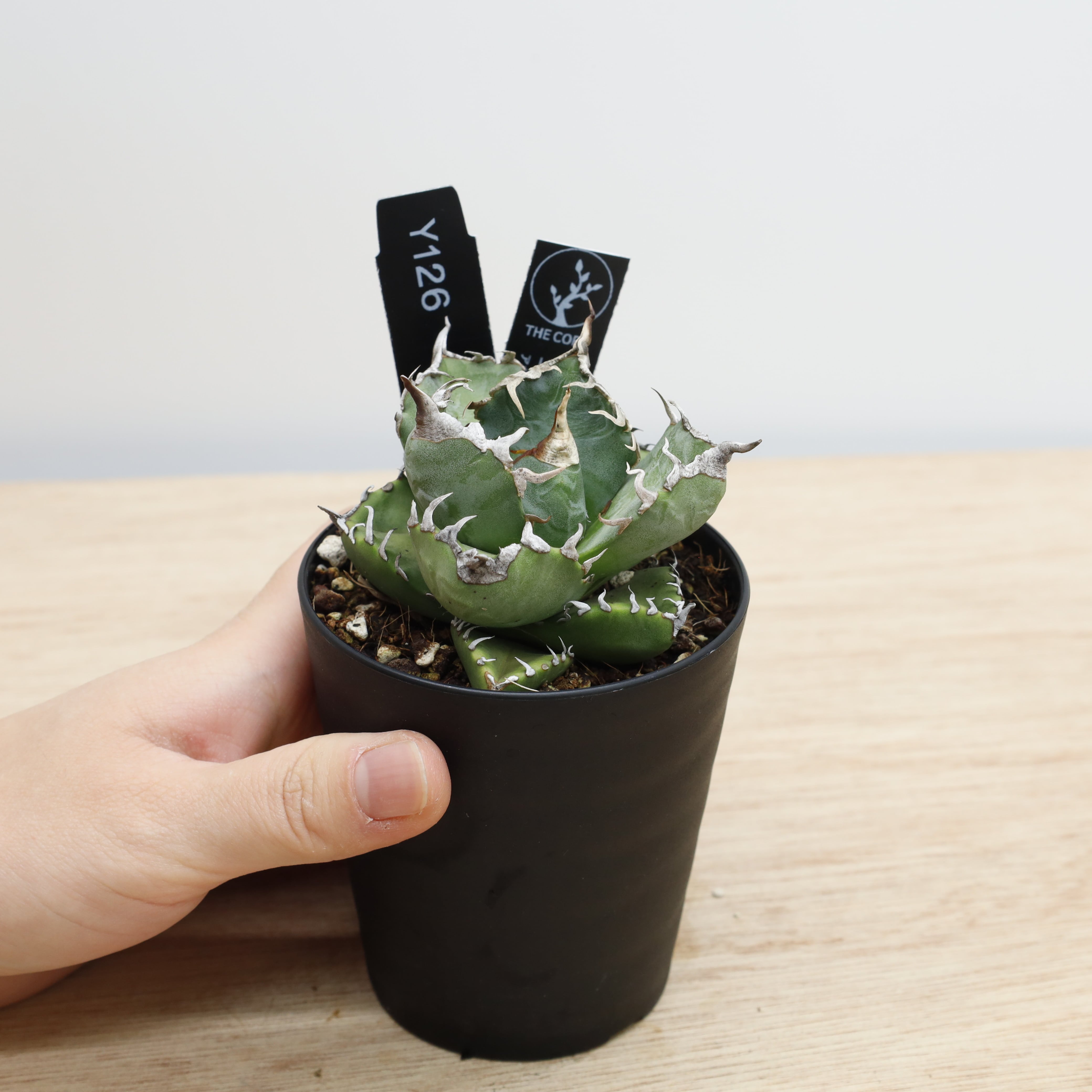 アガベ | THE CORE