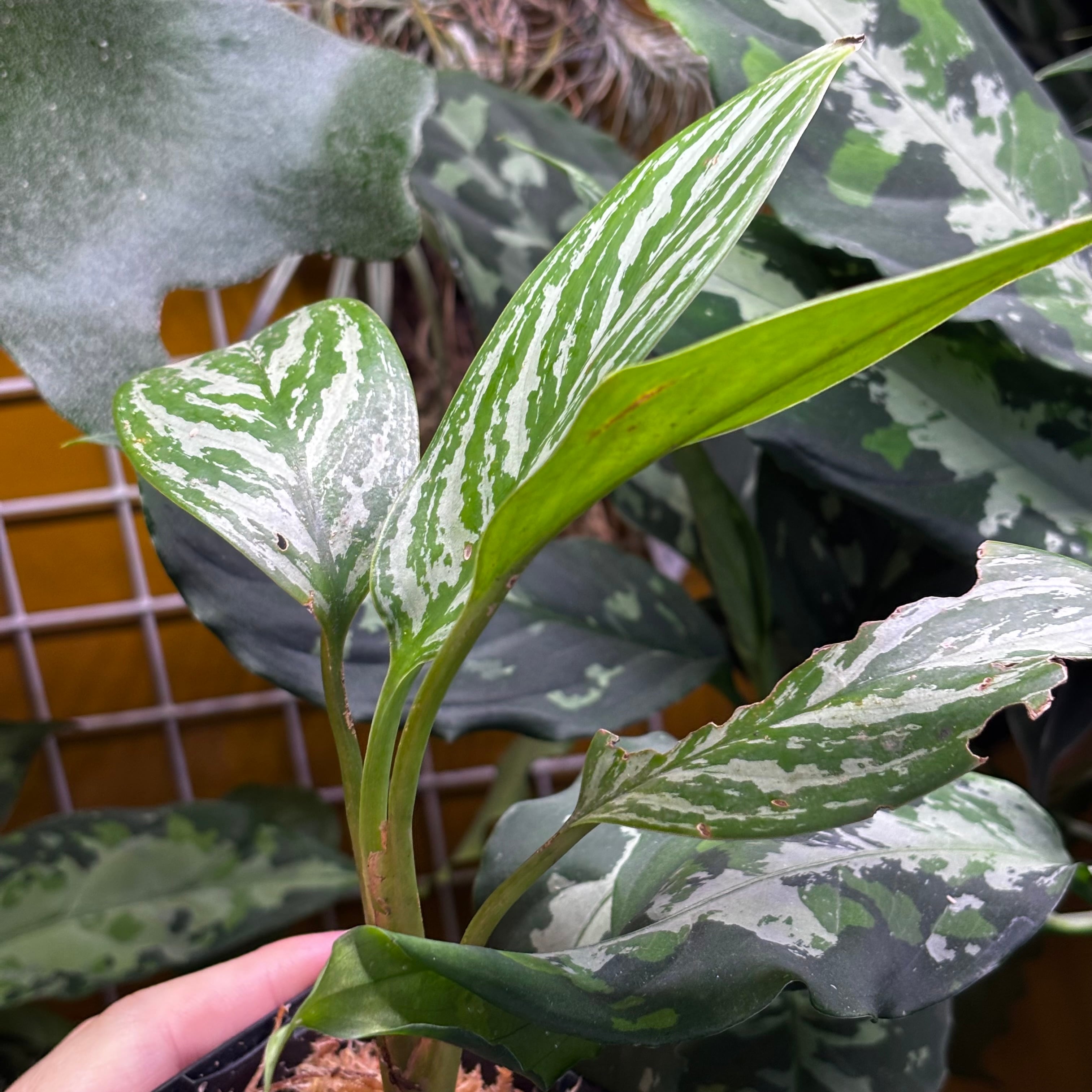 Aglaonema nitidum 