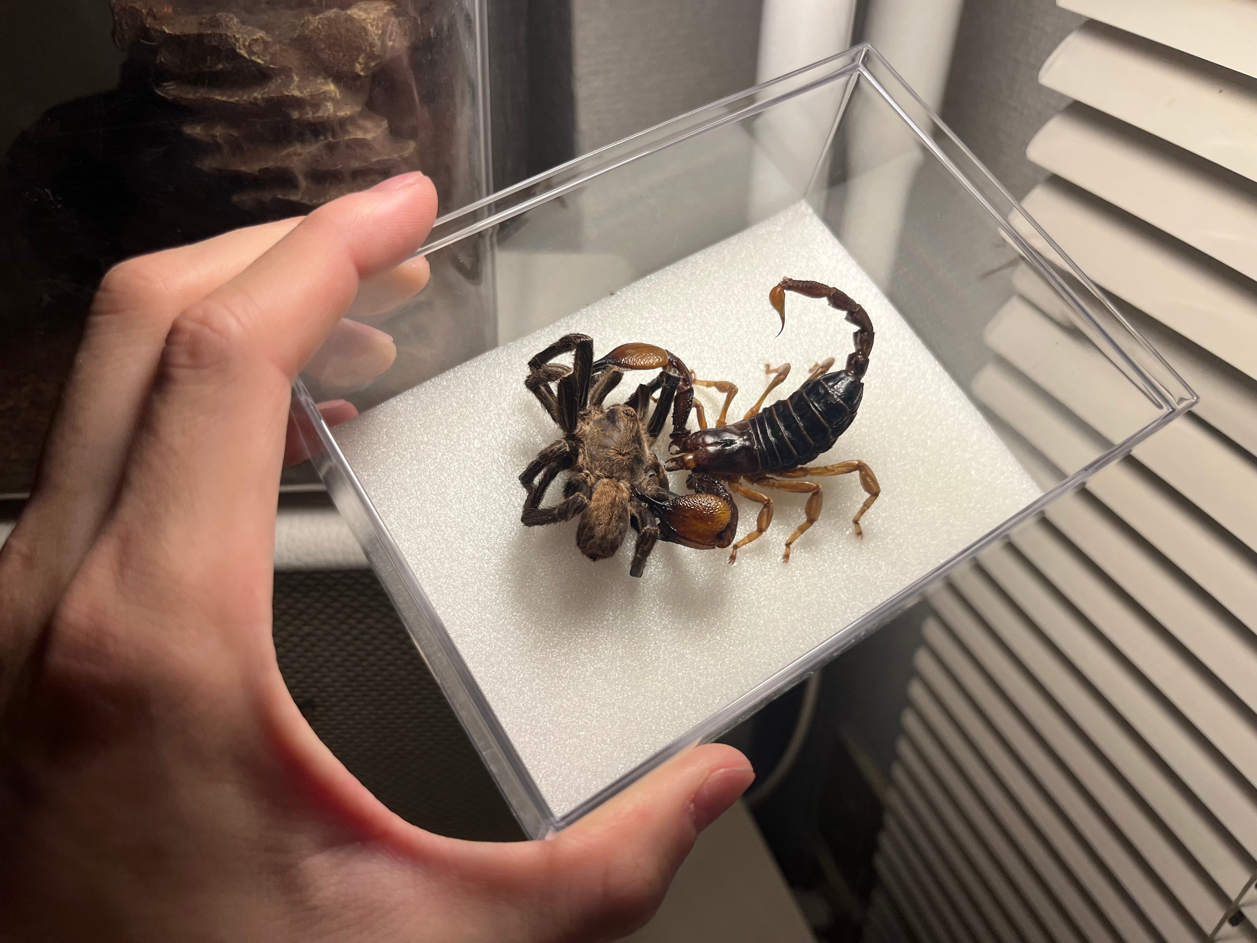 ロブストバロウィングスコーピオン 昆虫標本 標本 立体標本