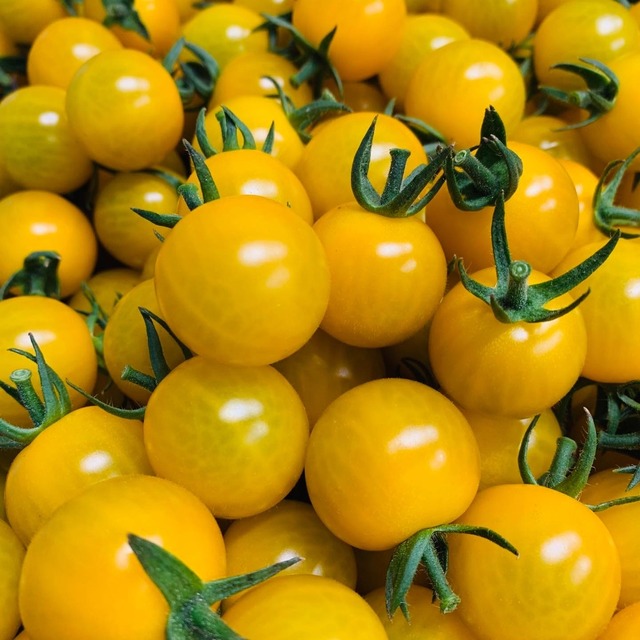 千葉県旭市産 黄色ミニトマト 2kg 箱込 Pariparitomato 千葉県旭市産 黄色ミニトマト 2kg 箱込 Pariparitomato