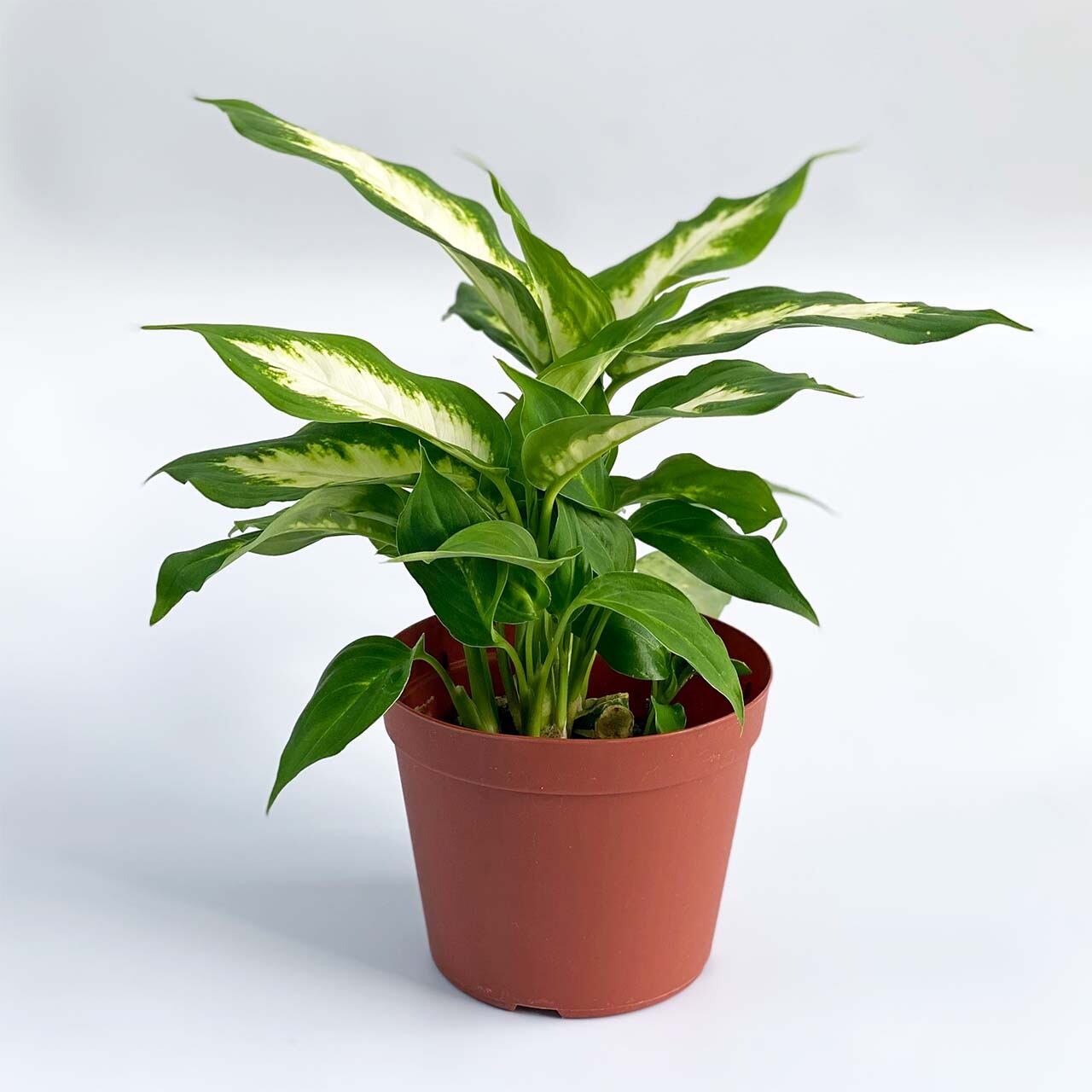 ディフェンバキアカミーラ4号 Inakougei イナコウゲイ 観葉植物 鉢 多肉 猫用品 ディフェンバキアカミーラ4号 Inakougei イナコウゲイ 観葉植物 鉢 多肉 猫用品