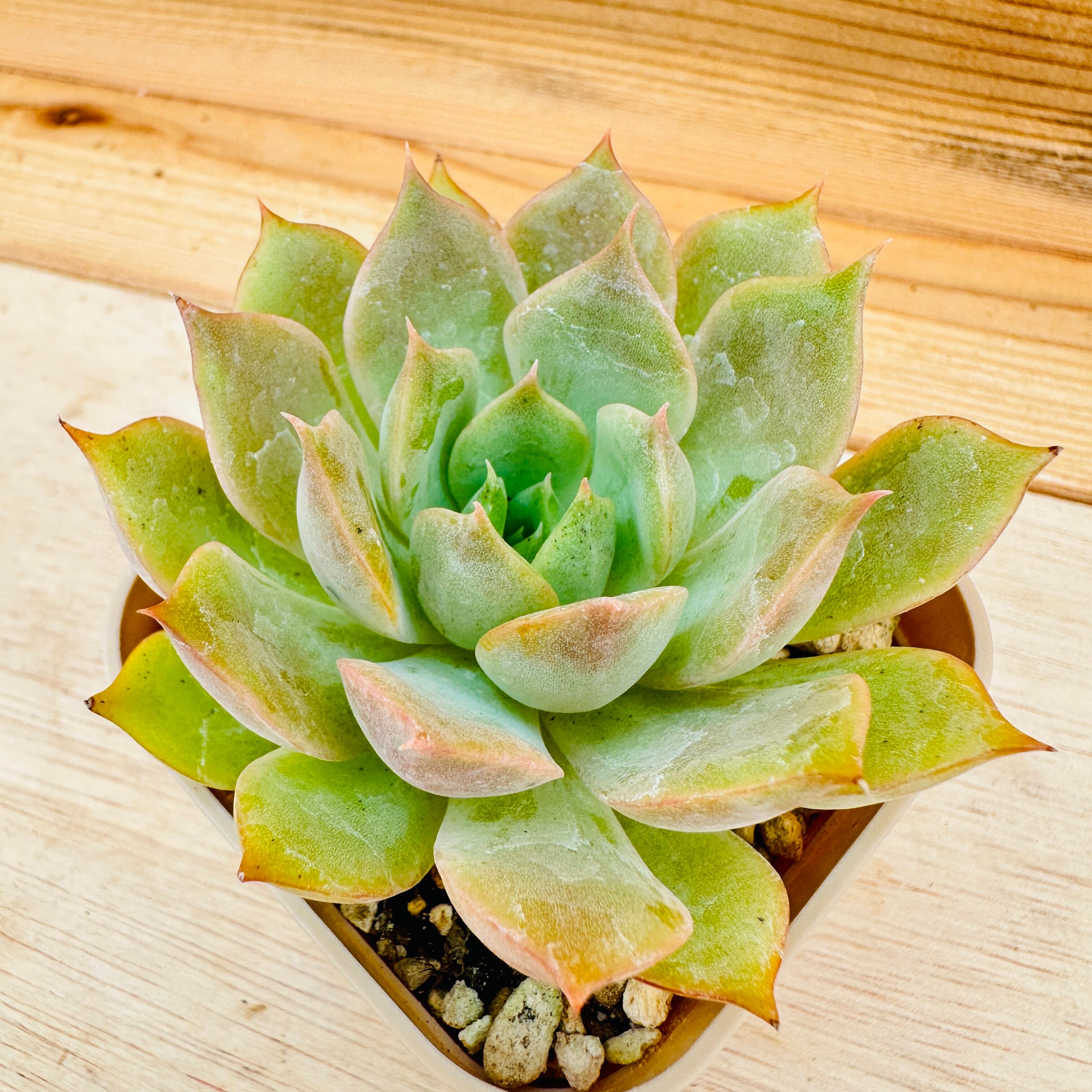 お纏め多肉植物　❁︎プリズム錦　発根済 お纏め多肉植物 ❁︎プリズム錦 発根済