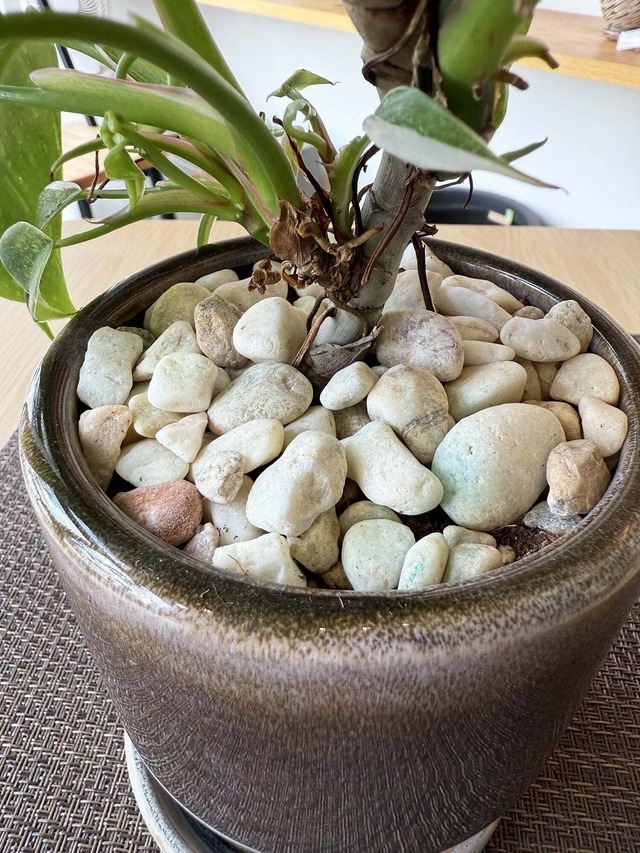 フィロデンドロン・ホワイトプリンセス