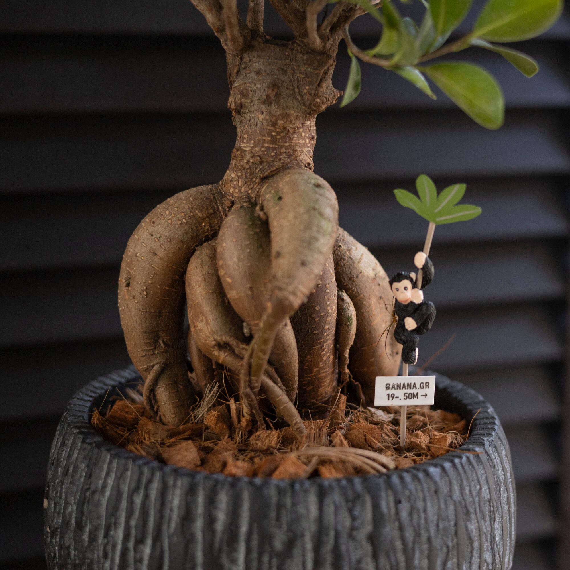 運気UP ガジュマルの木 7号 陶器鉢 ピック付 観葉植物 ガジュマル