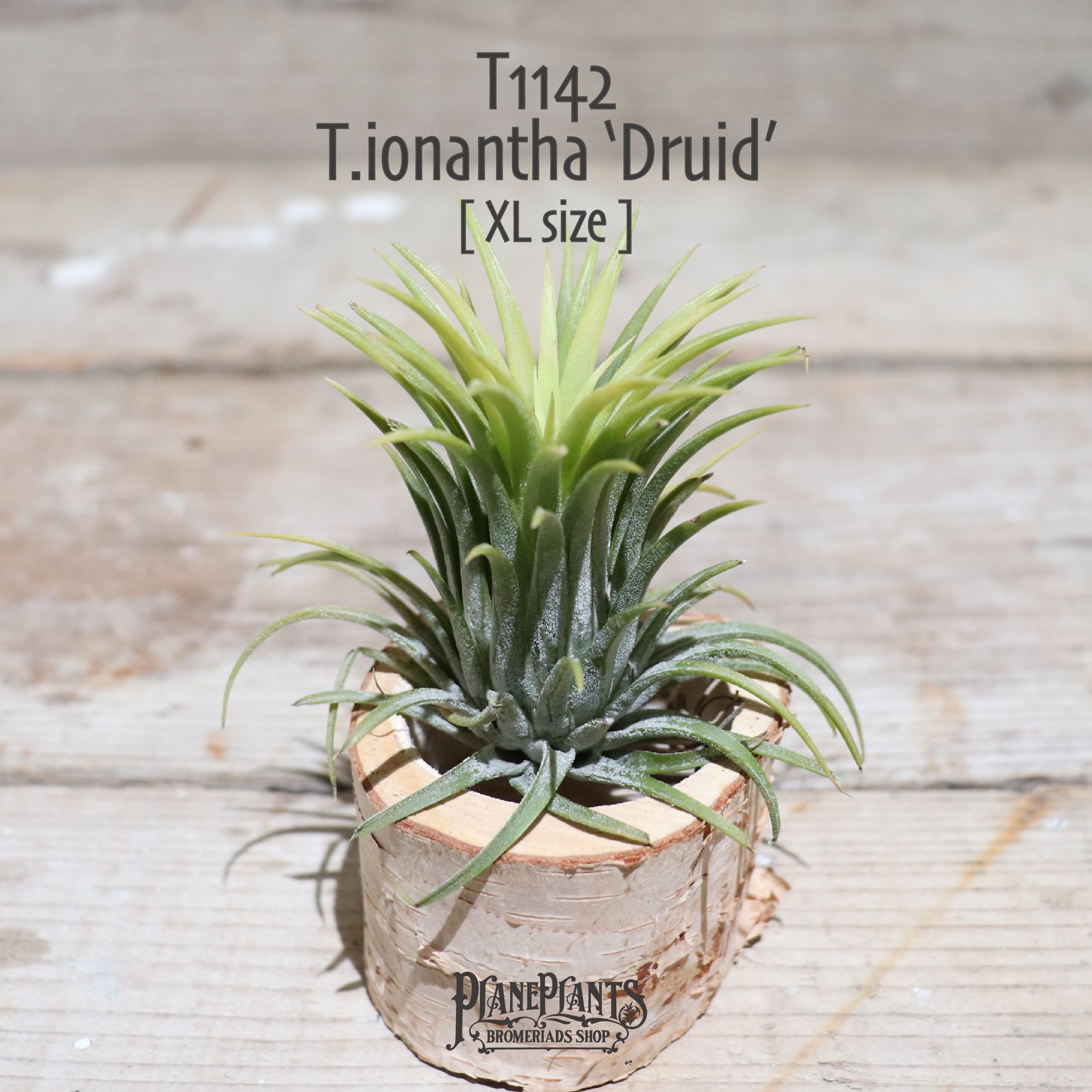【送料無料】イオナンタ ドゥルイド XL〔エアプランツ〕現品発送T1142