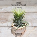 【送料無料】イオナンタ ドゥルイド XL〔エアプランツ〕現品発送T1142