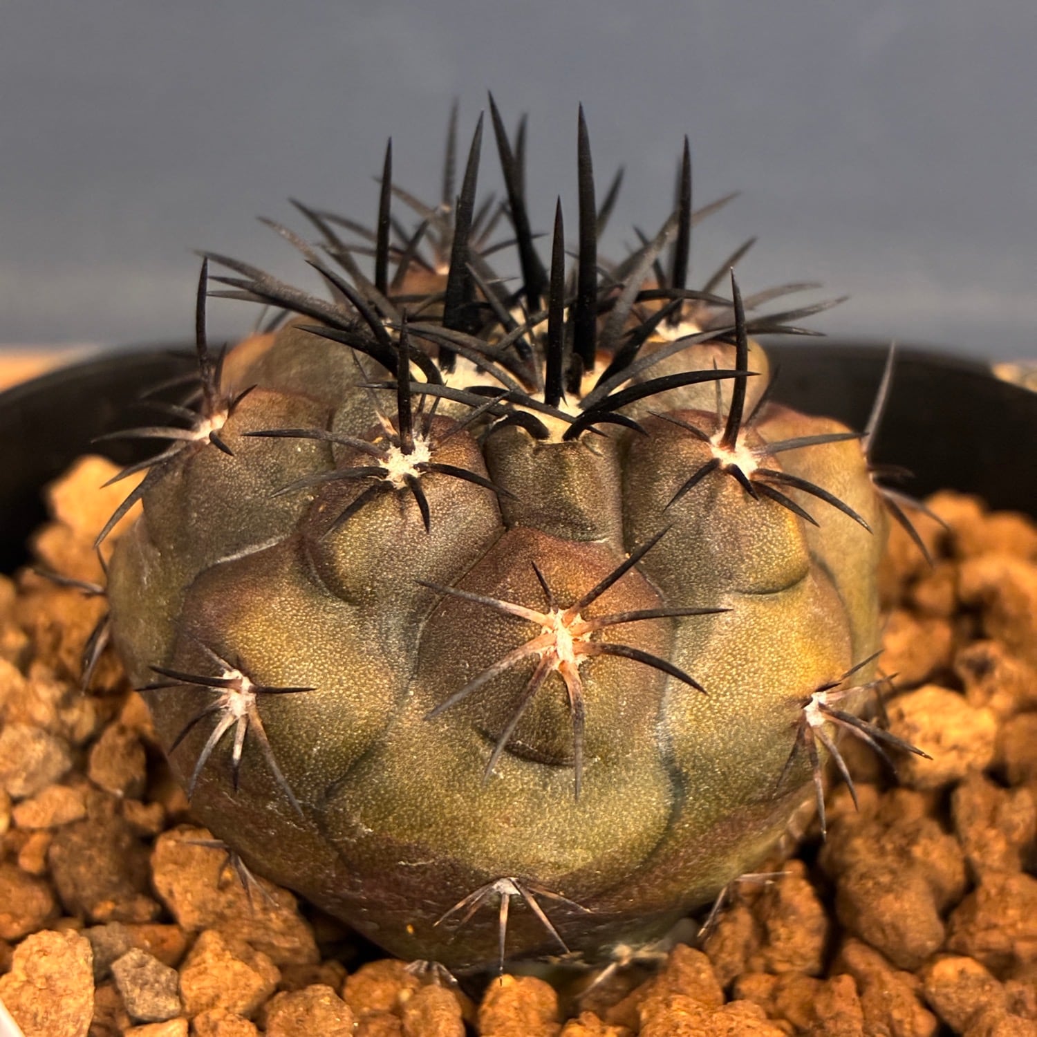Copiapoa】サボテン コピアポア デュラ 銅羅丸実生【174】 | PROTOLEAF