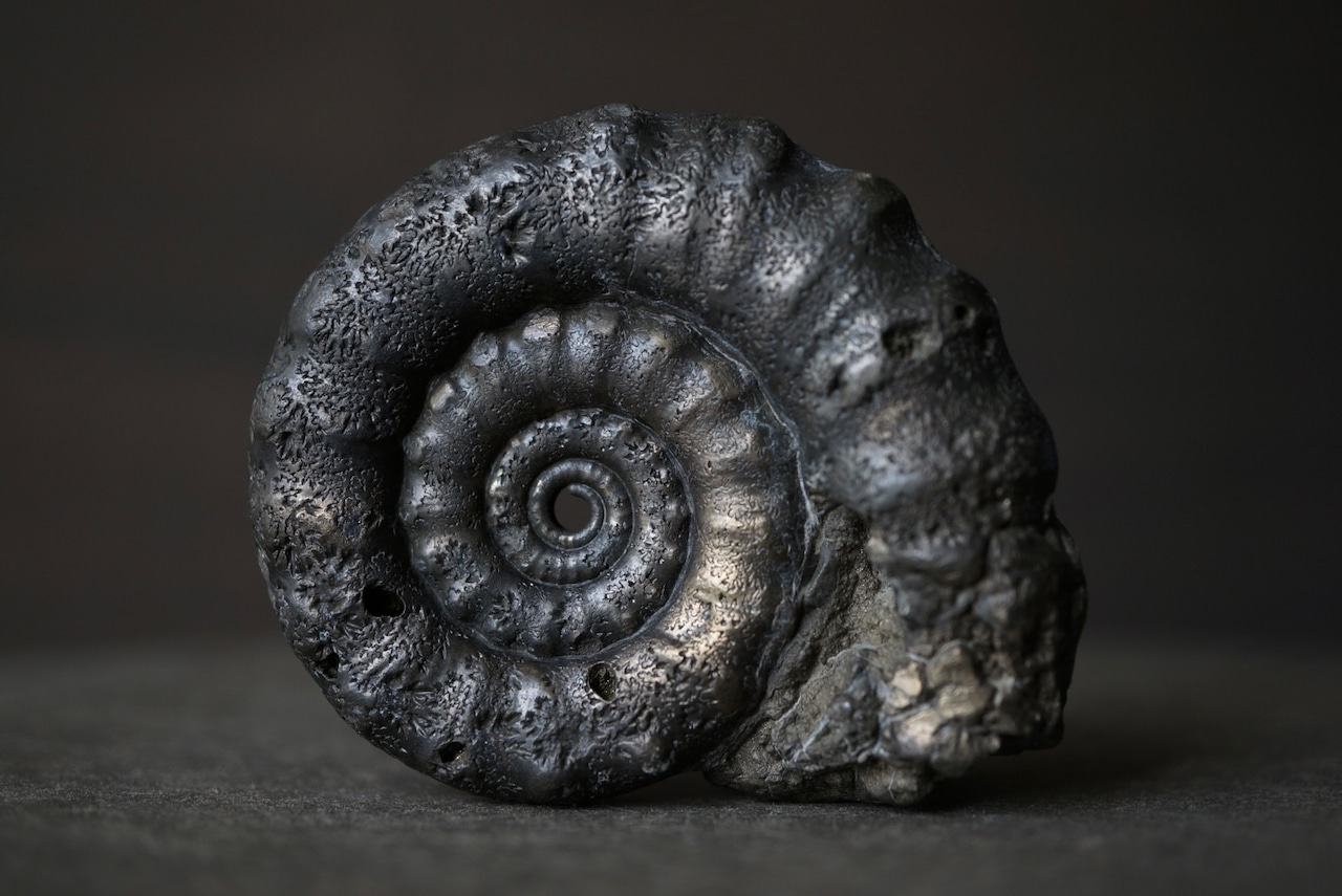 イギリス産黄鉄鉱化アンモナイト  Pyritized Ammonite 1899
