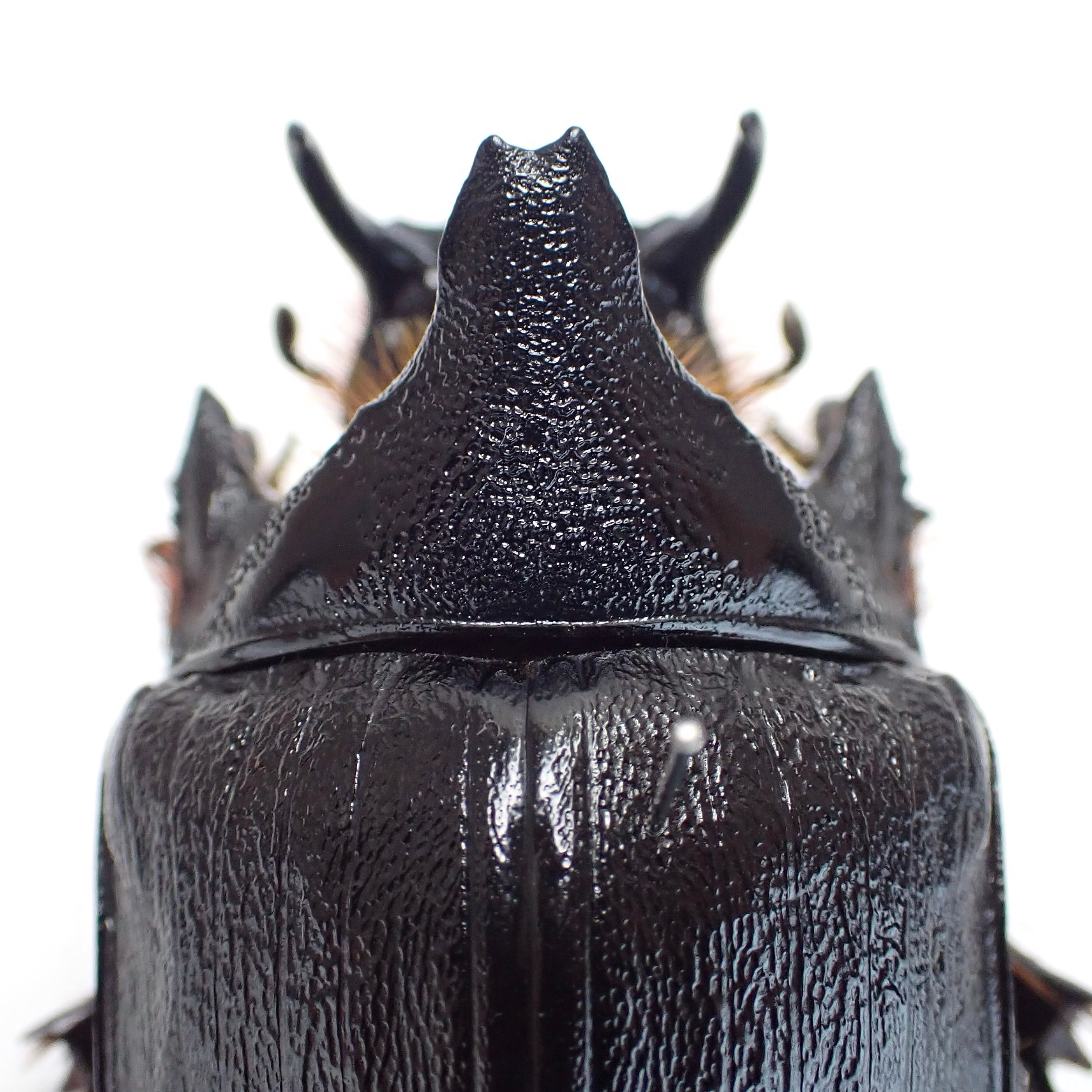 エジプト産 Heliocopris gigas ♂♀ 51mm/51mm XL | 昆虫標本 Diggers